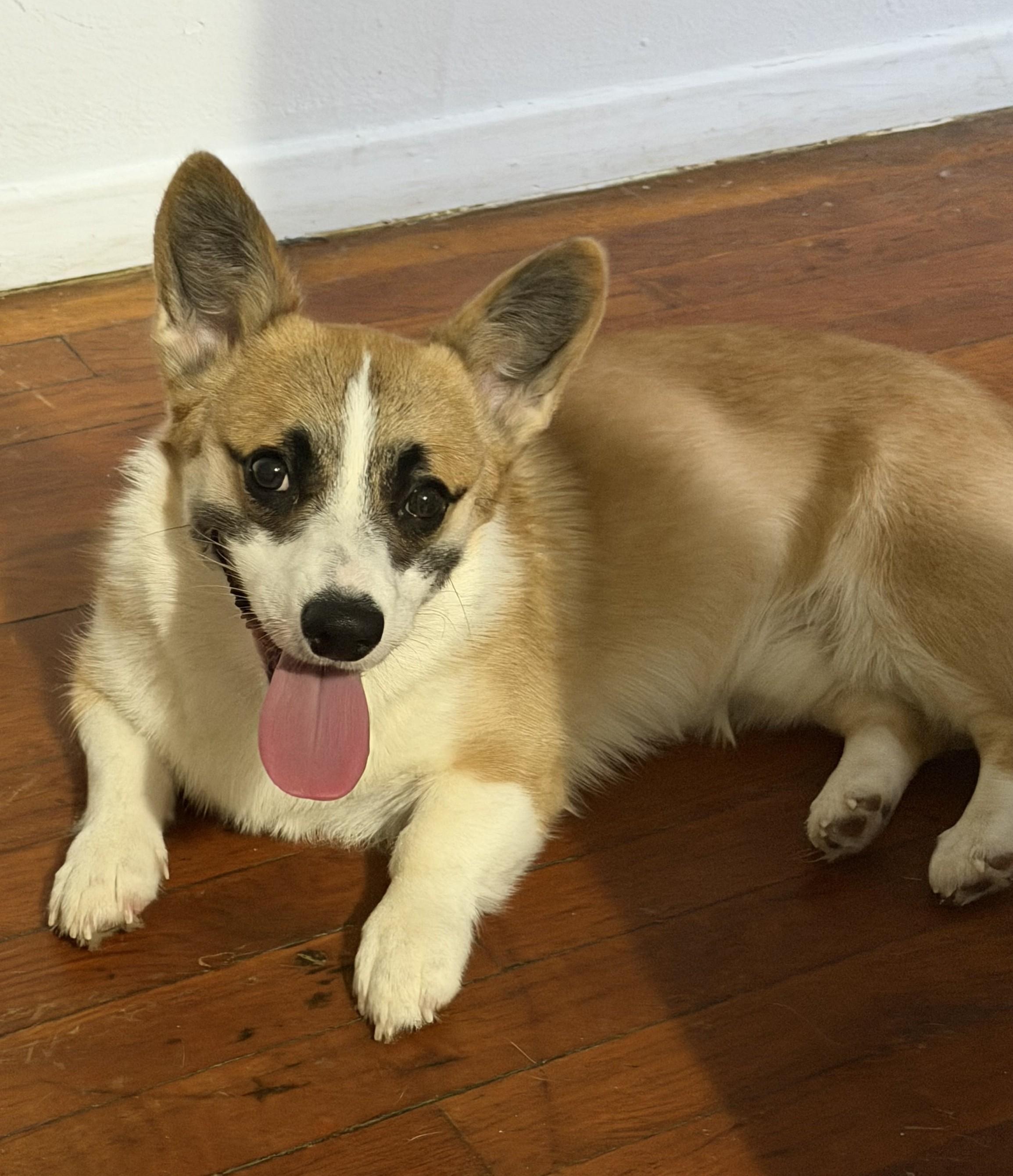 Enlarge Colby, a Adoptable Pembroke Welsh Corgi in Closter, NJ image 2/5