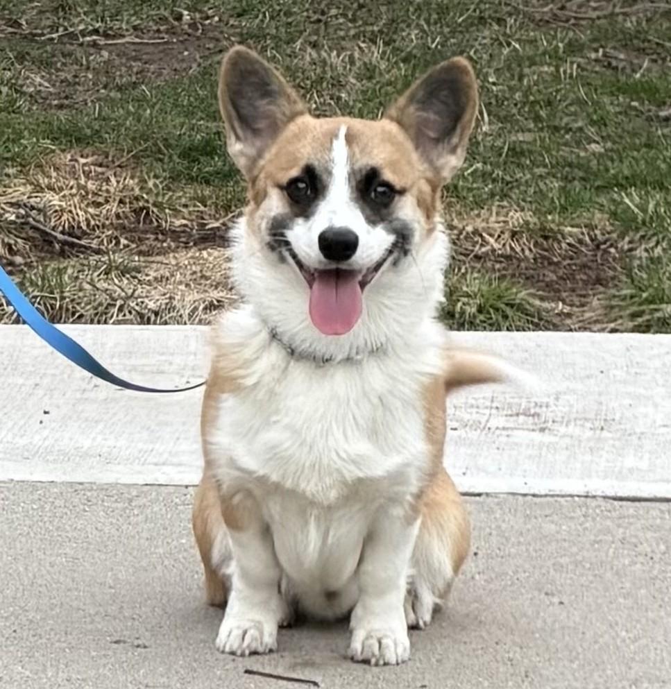 Enlarge Colby, a Adoptable Pembroke Welsh Corgi in Closter, NJ image 3/5