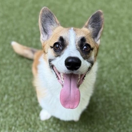 Enlarge Colby, a Adoptable Pembroke Welsh Corgi in Closter, NJ image 1/5