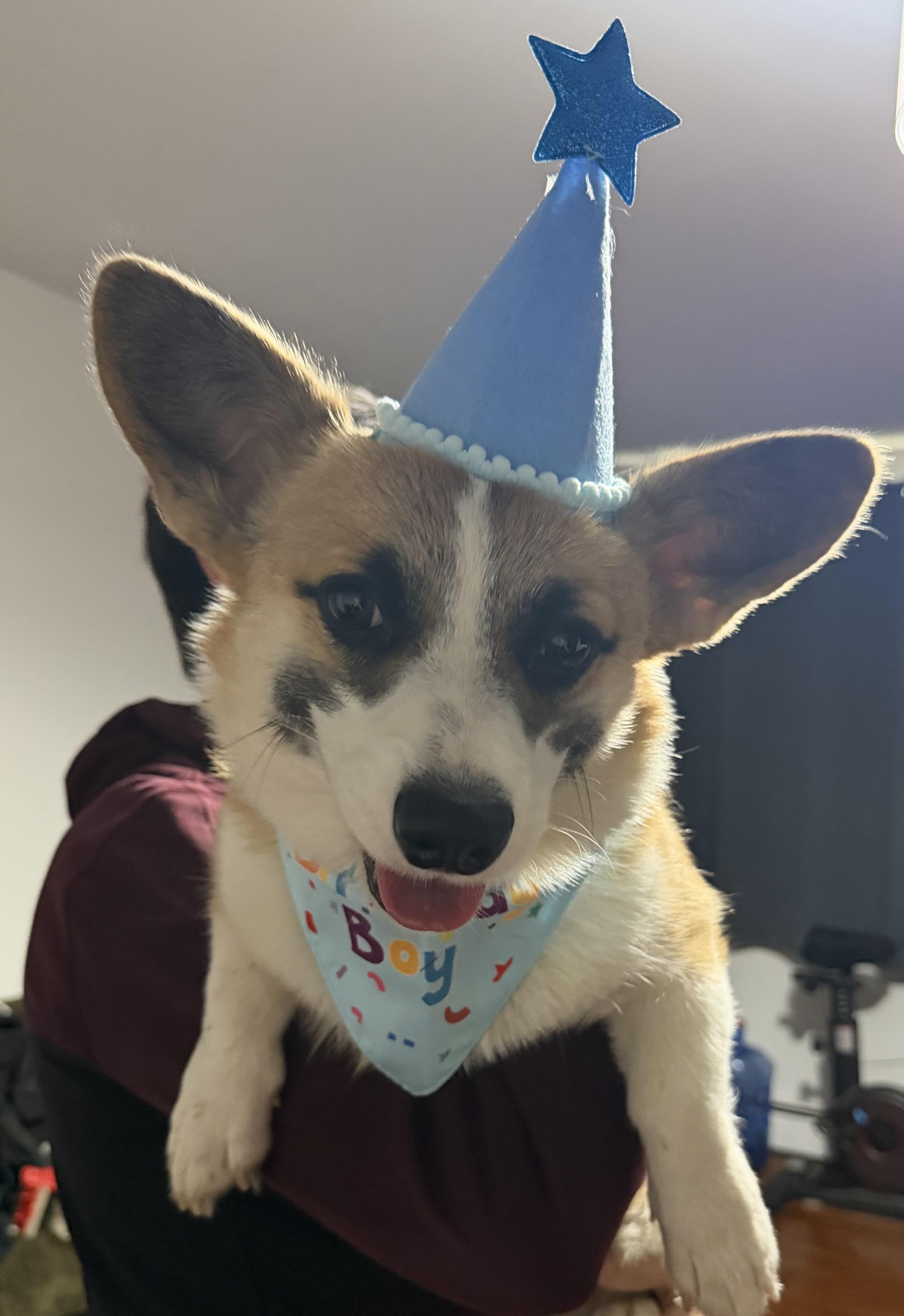 Enlarge Colby, a Adoptable Pembroke Welsh Corgi in Closter, NJ image 4/5