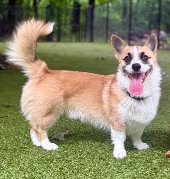 Enlarge Colby, a Adoptable Pembroke Welsh Corgi in Closter, NJ image 5/5