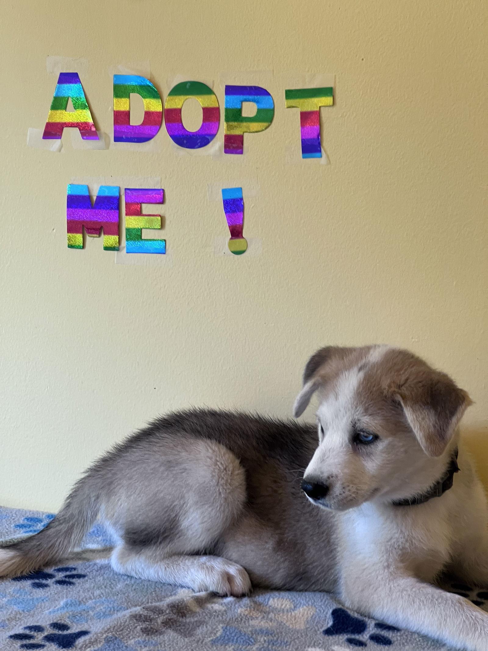 Elliot, Adopted, Puppy Male Siberian Husky.