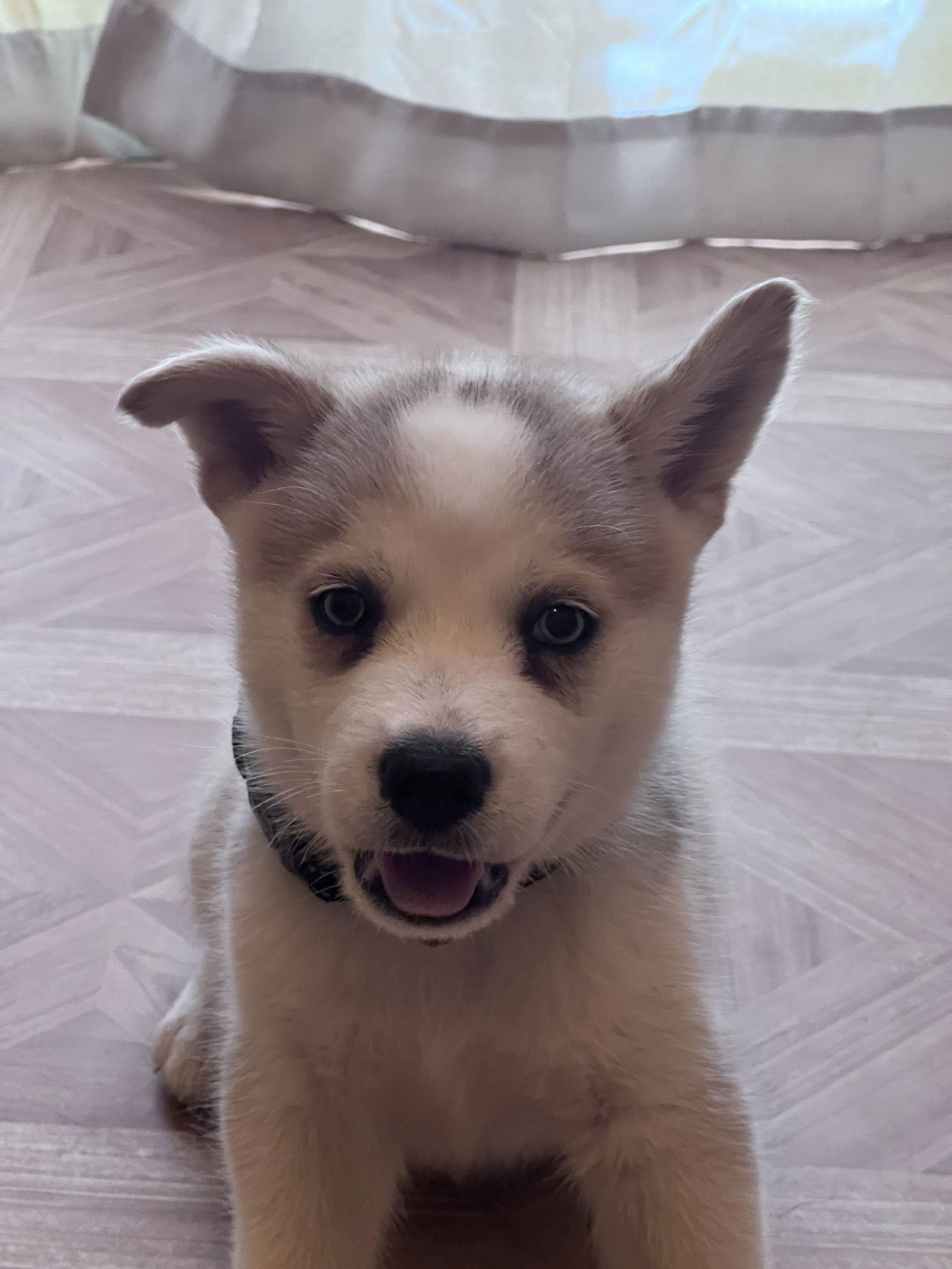 Enlarge Elliot, a Adopted Siberian Husky in Crossville, AL image 3/3