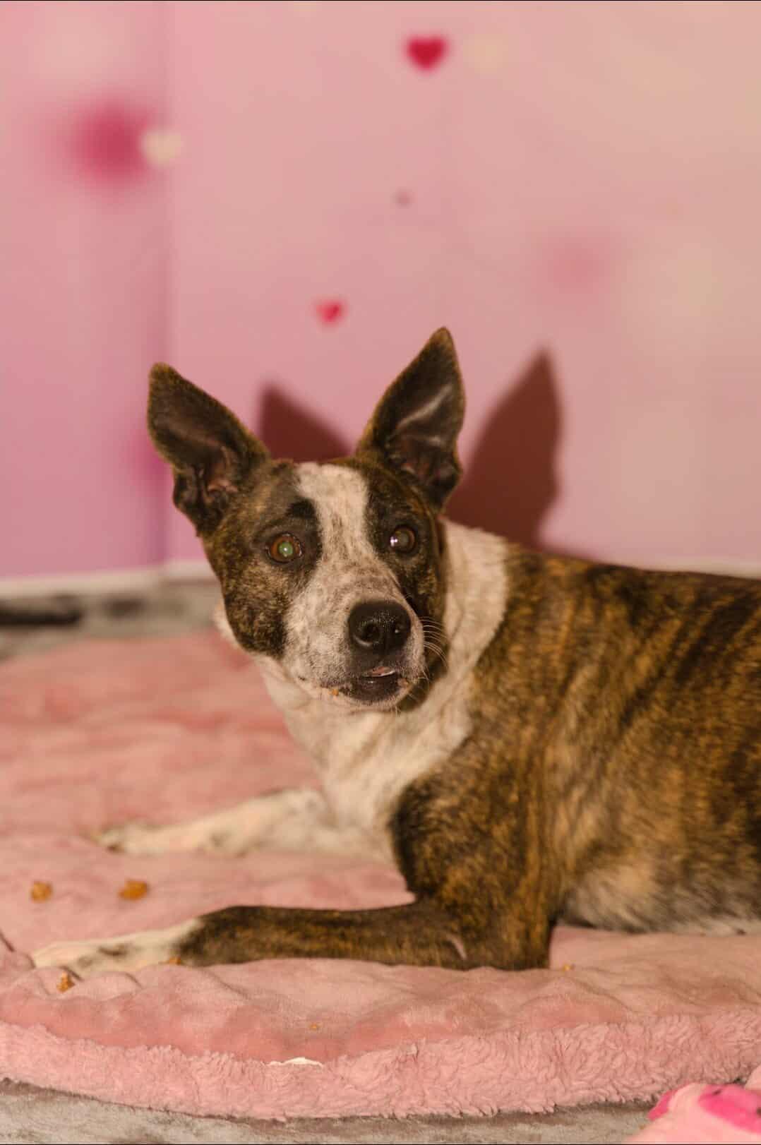 Enlarge Juneau, a ADOPTABLE Australian Cattle Dog / Blue Heeler in Fort Payne, AL image 2/4