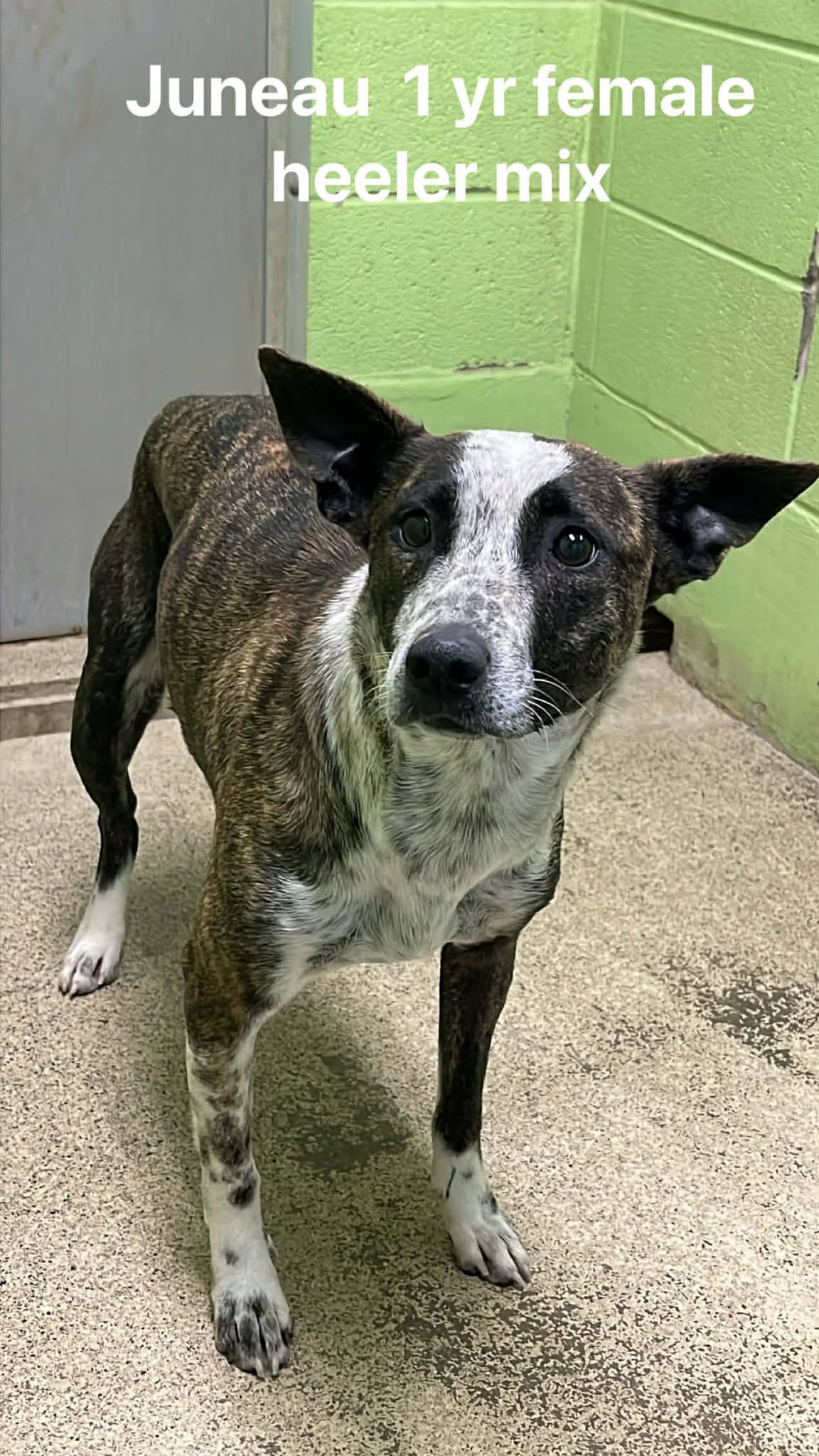 Enlarge Juneau, a ADOPTABLE Australian Cattle Dog / Blue Heeler in Fort Payne, AL image 4/4