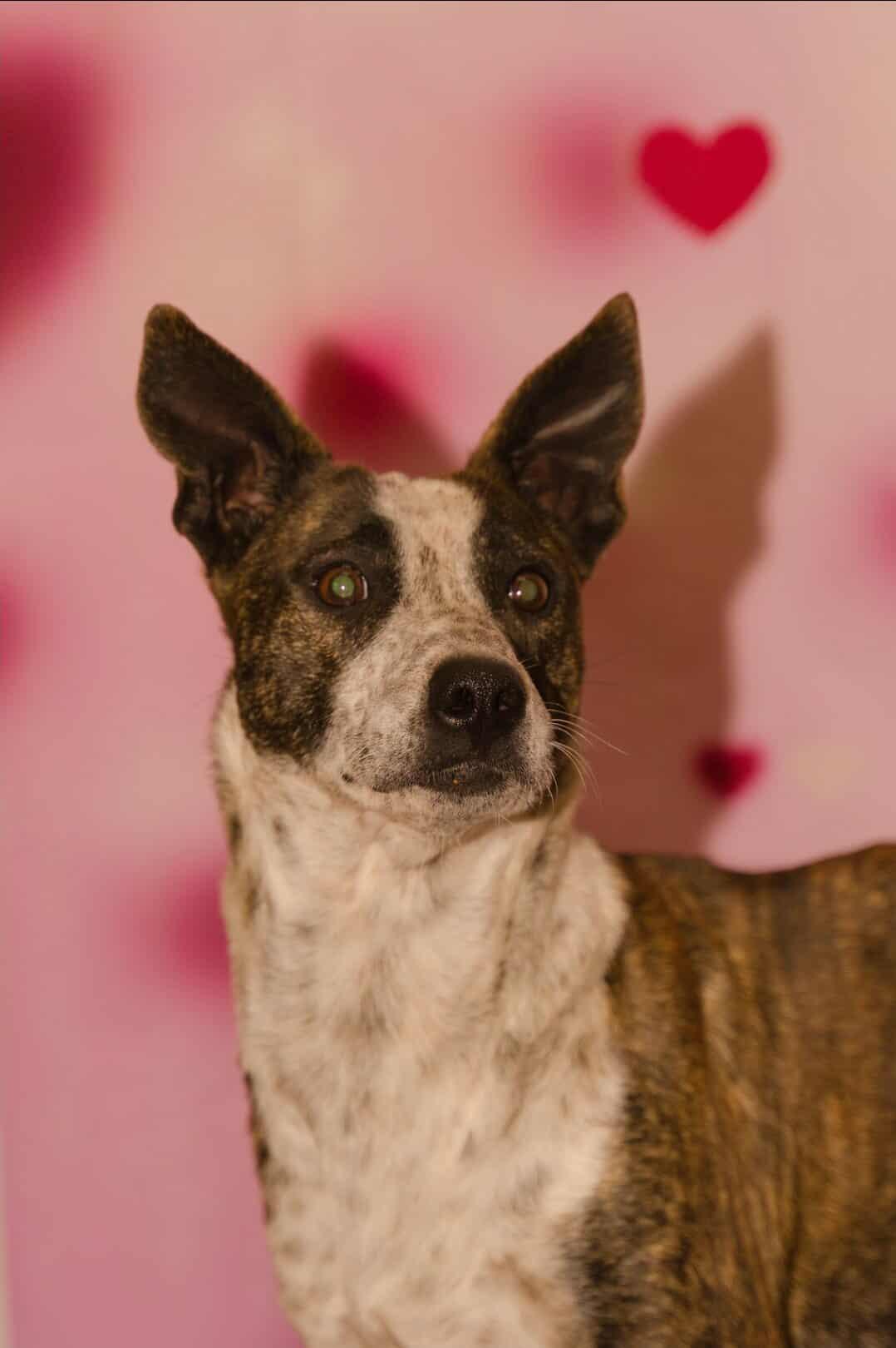 Enlarge Juneau, a ADOPTABLE Australian Cattle Dog / Blue Heeler in Fort Payne, AL image 1/4