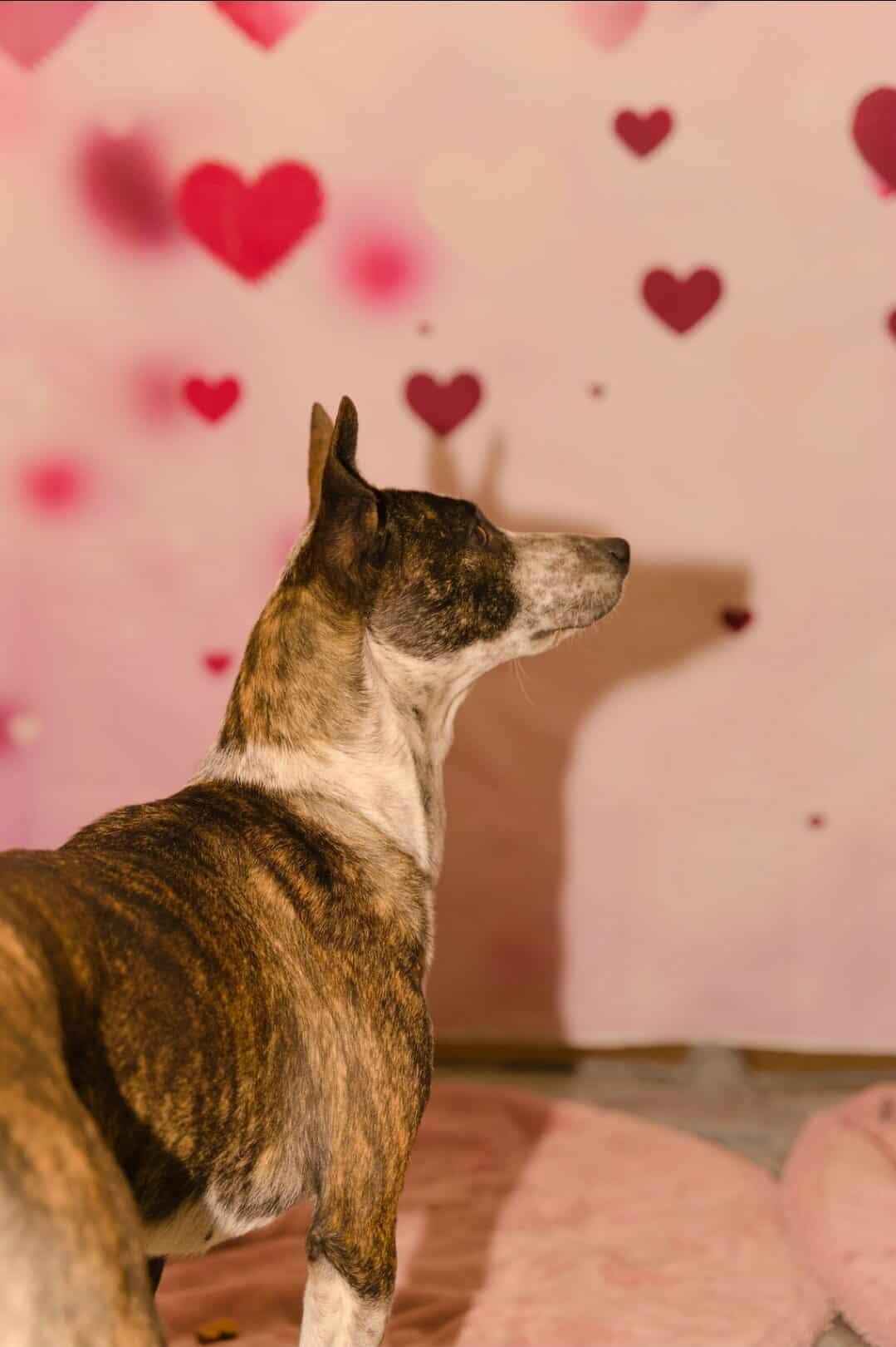 Enlarge Juneau, a ADOPTABLE Australian Cattle Dog / Blue Heeler in Fort Payne, AL image 3/4