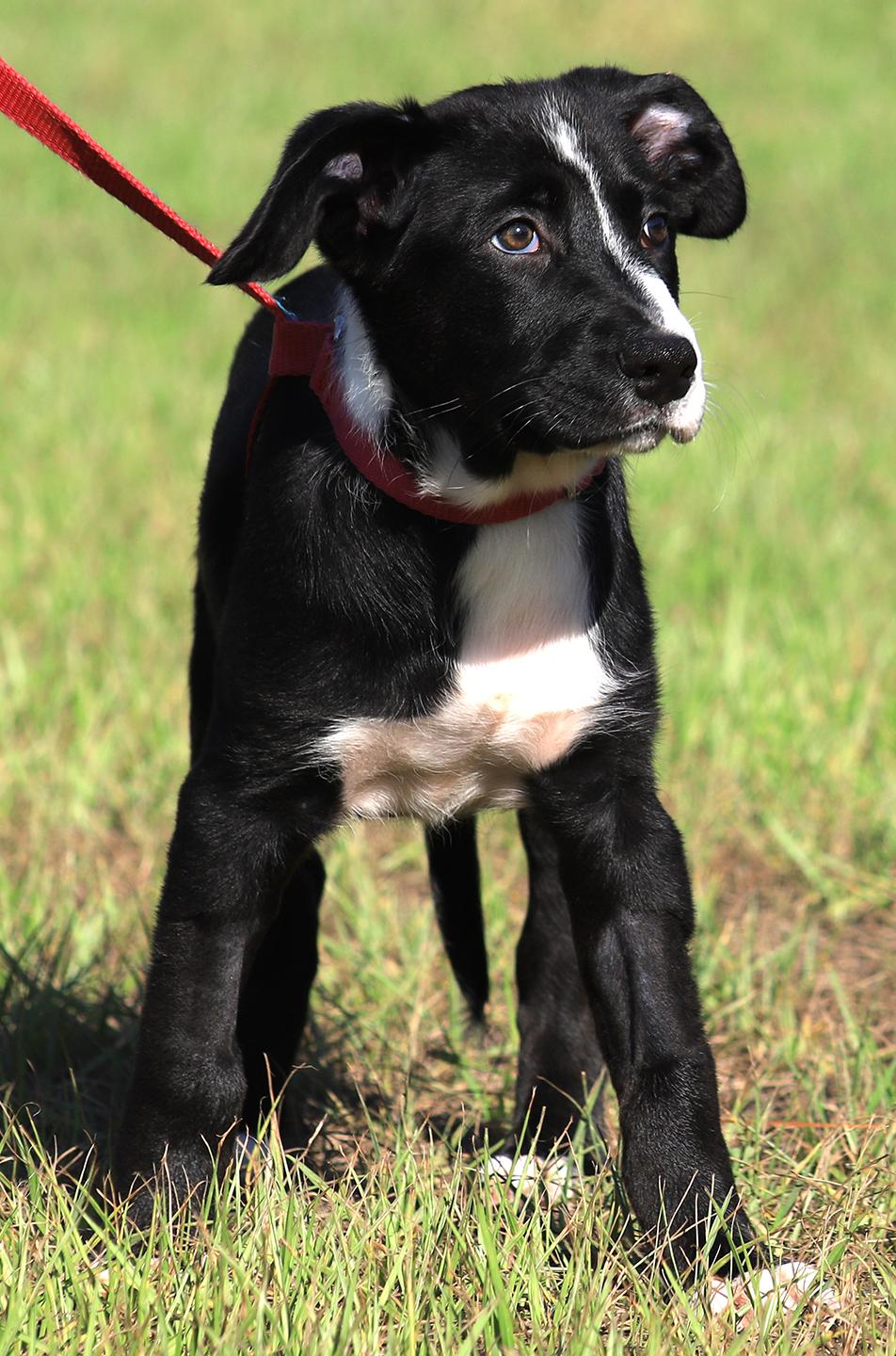 Sage, an adopted mixed breed in North Fort Myers, FL image 2/4