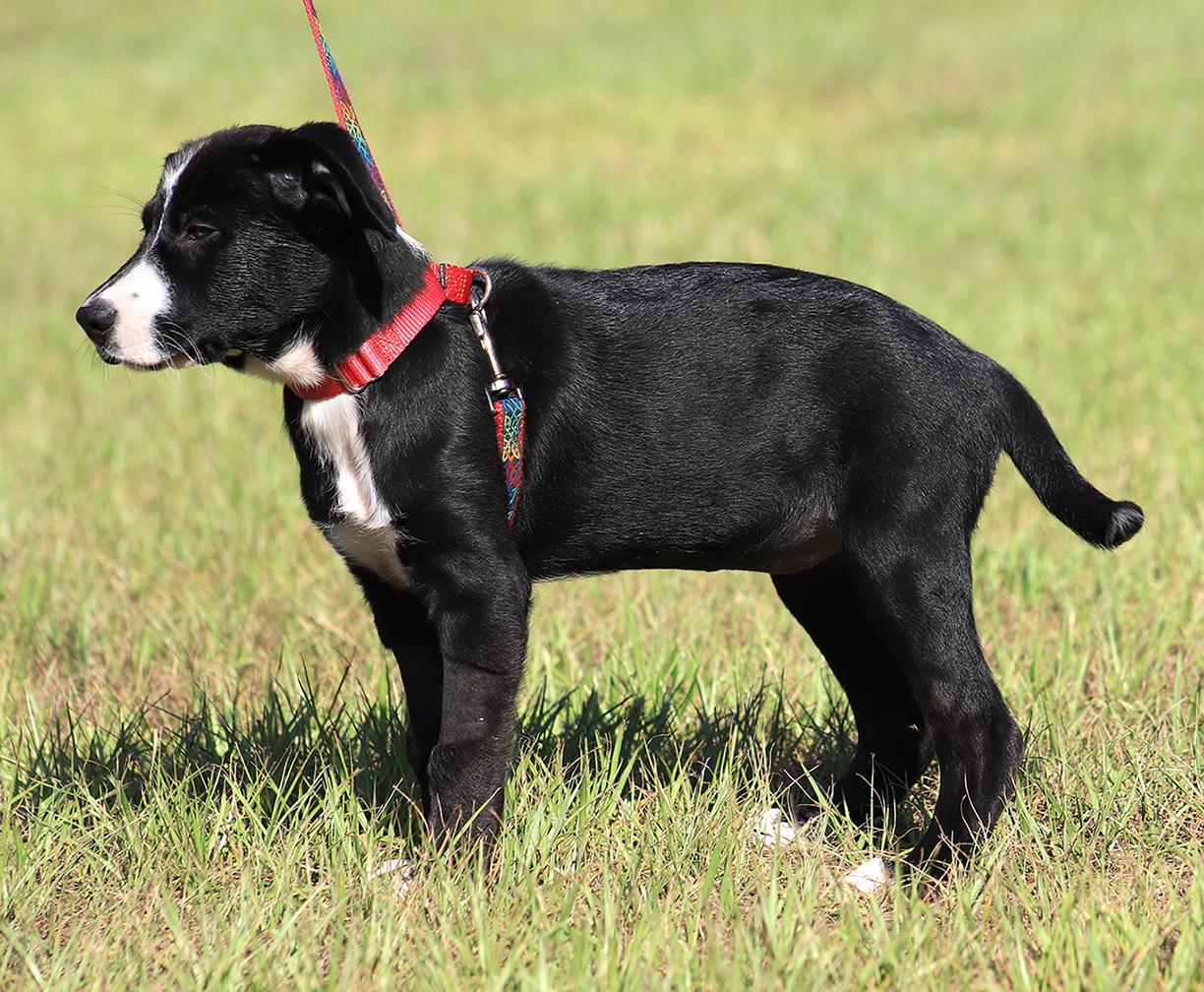 Sage, an adopted mixed breed in North Fort Myers, FL image 3/4