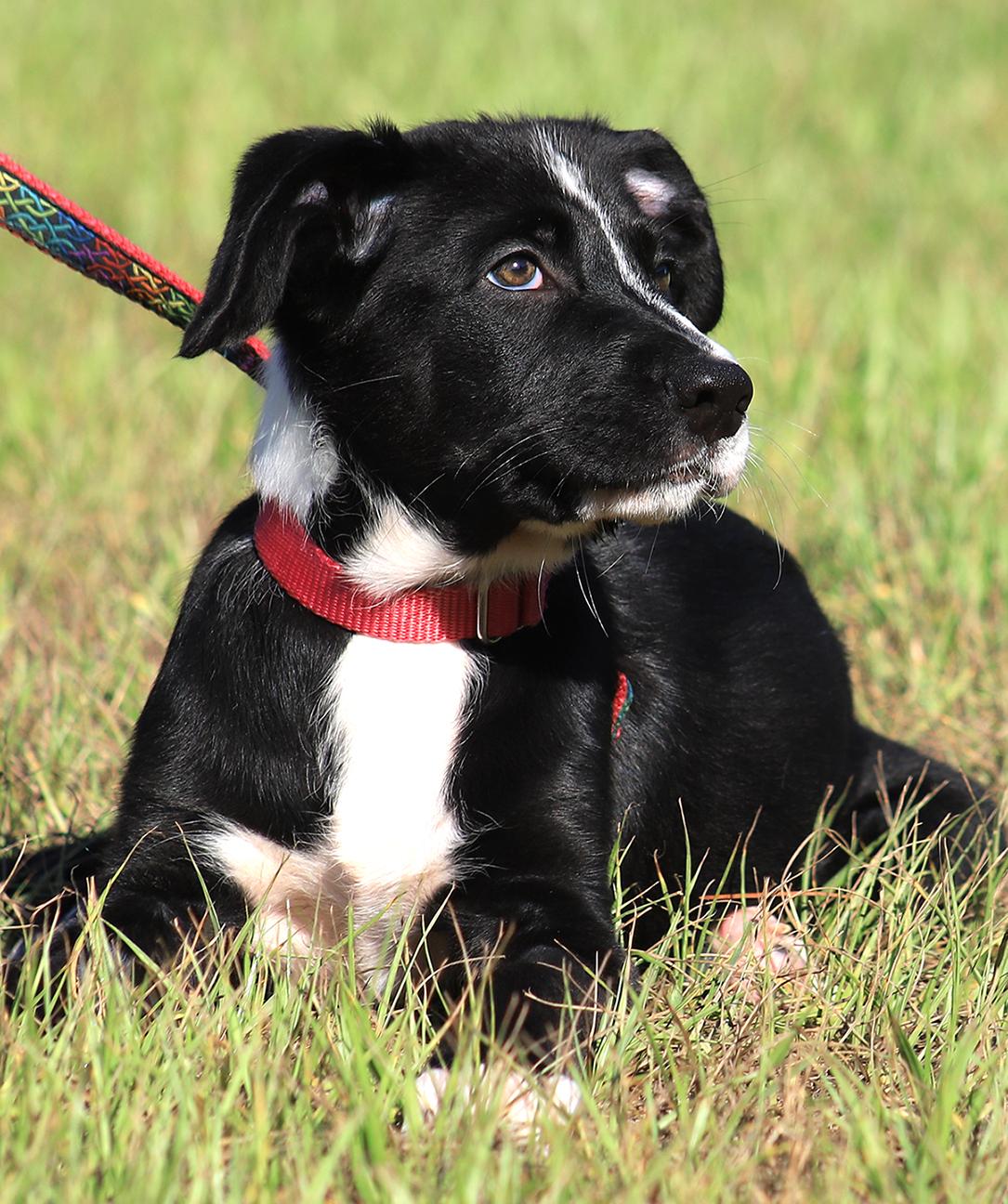 Sage, adopted, Puppy Female Hound.