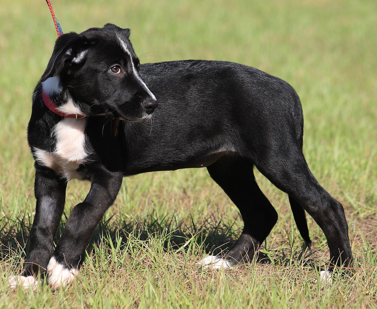 Sage, an adopted mixed breed in North Fort Myers, FL image 4/4