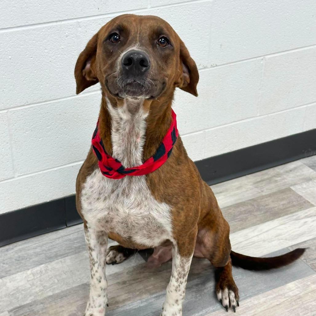 Fella, Adoptable, Adult Male Black Mouth Cur.