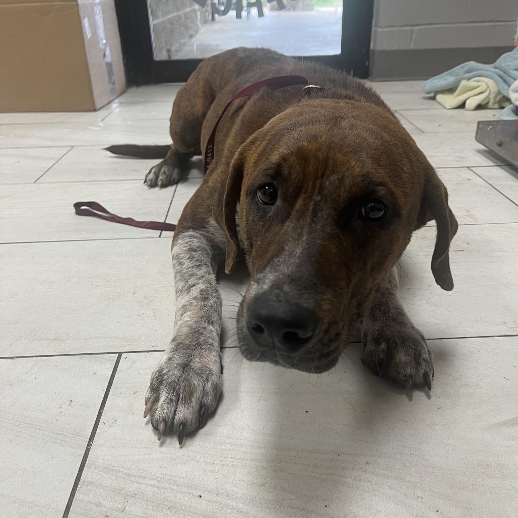 Enlarge Fella, a Adoptable Black Mouth Cur in Lufkin, TX image 1/1