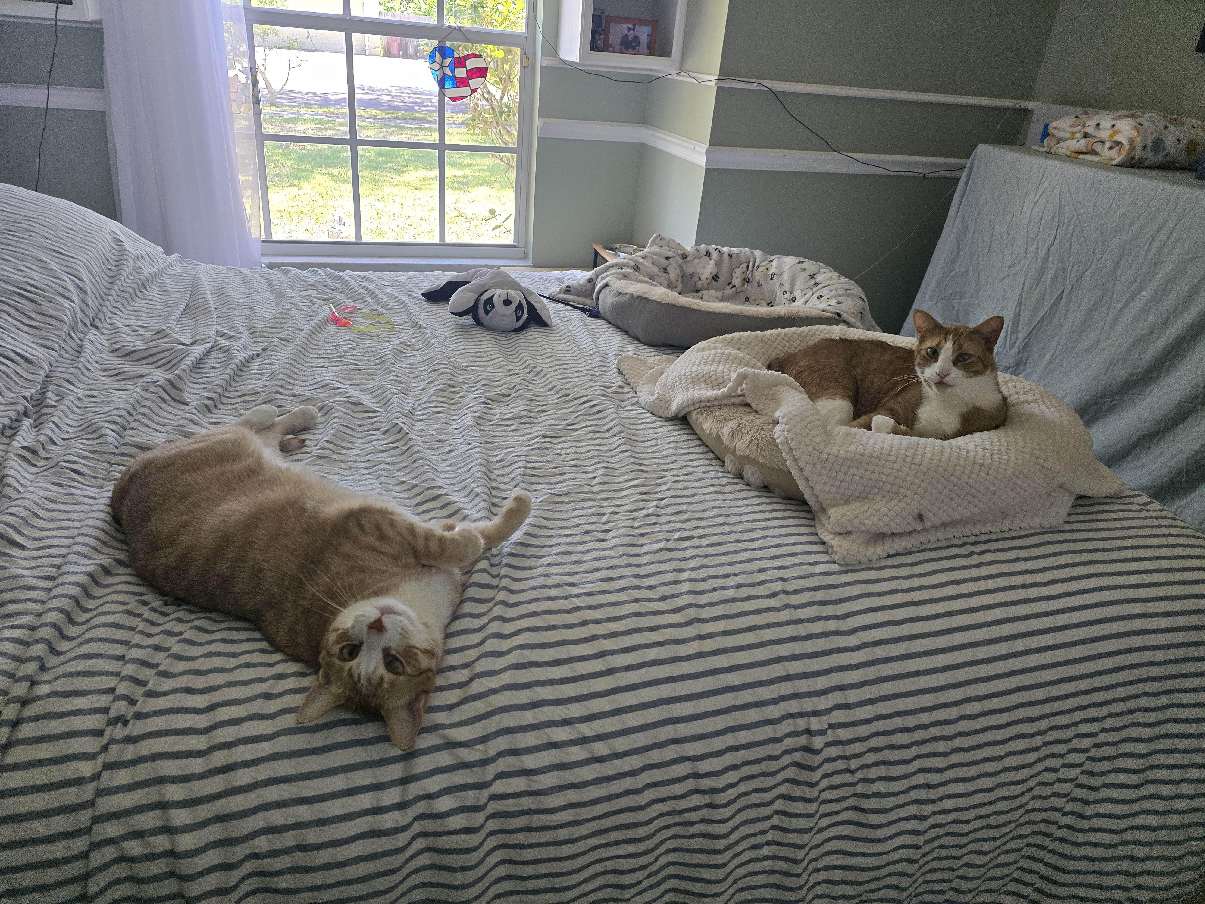 Enlarge Meeny Moo, a Adoptable mixed breed in Kissimmee, FL image 1/6