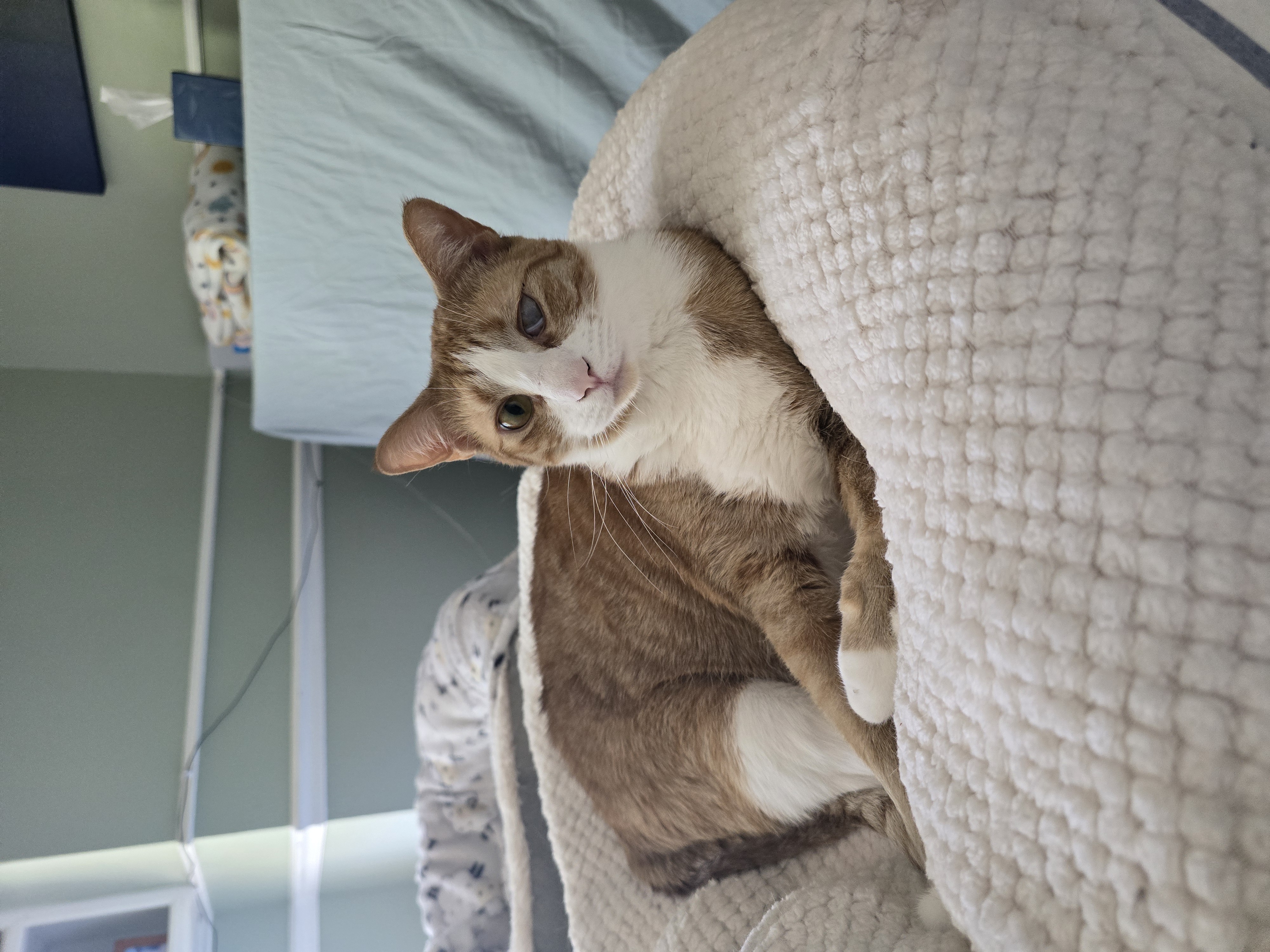 Enlarge Meeny Moo, a Adoptable mixed breed in Kissimmee, FL image 2/6