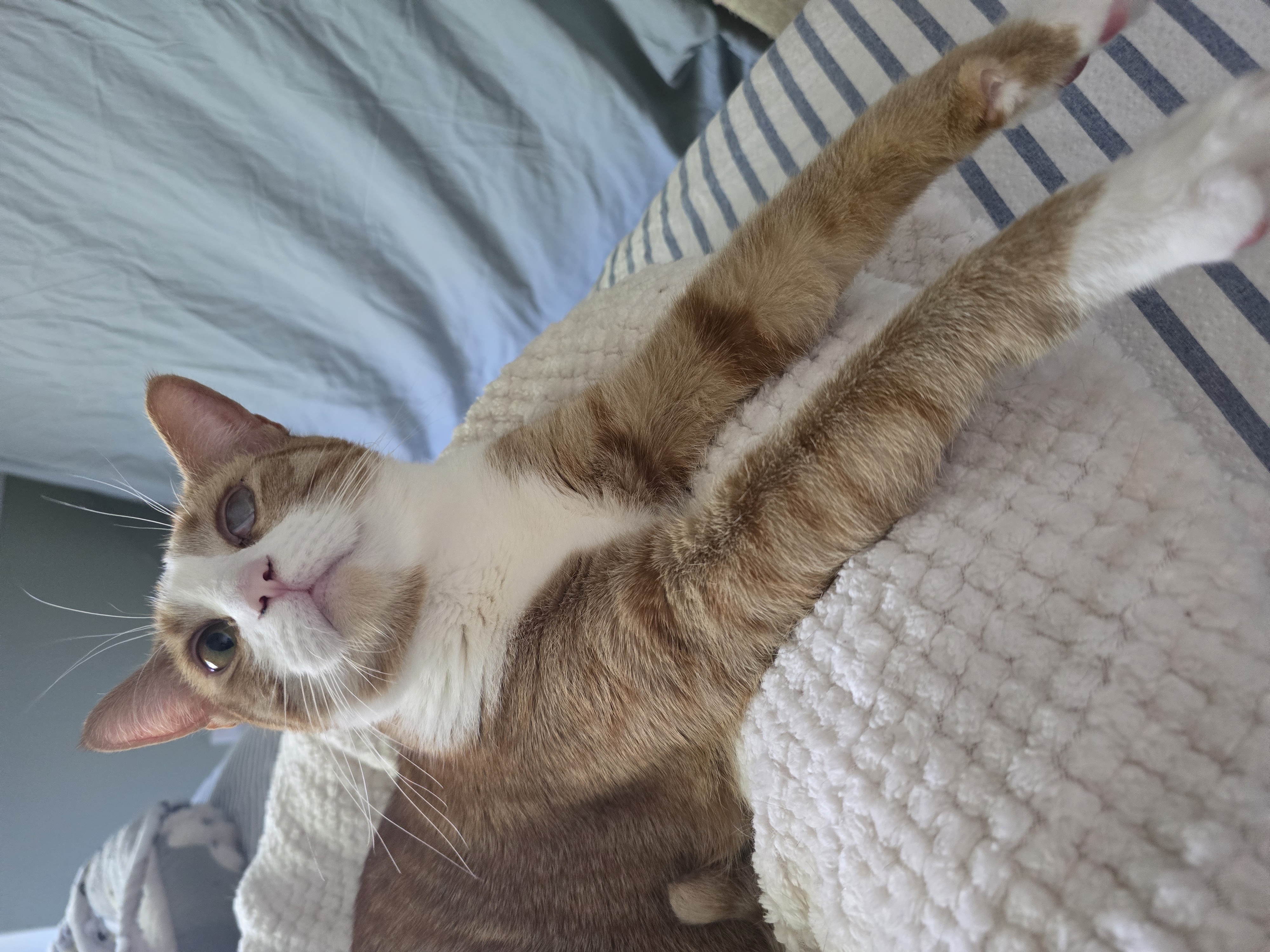 Enlarge Meeny Moo, a Adoptable mixed breed in Kissimmee, FL image 3/6