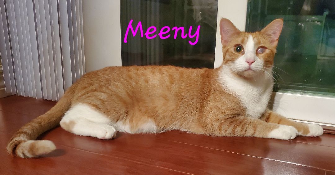 Enlarge Meeny Moo, a Adoptable mixed breed in Kissimmee, FL image 4/6