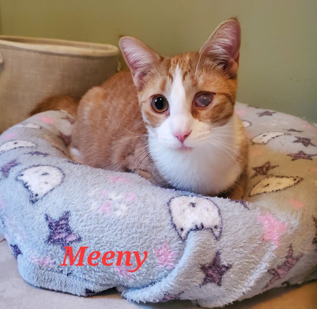 Enlarge Meeny Moo, a Adoptable mixed breed in Kissimmee, FL image 5/6