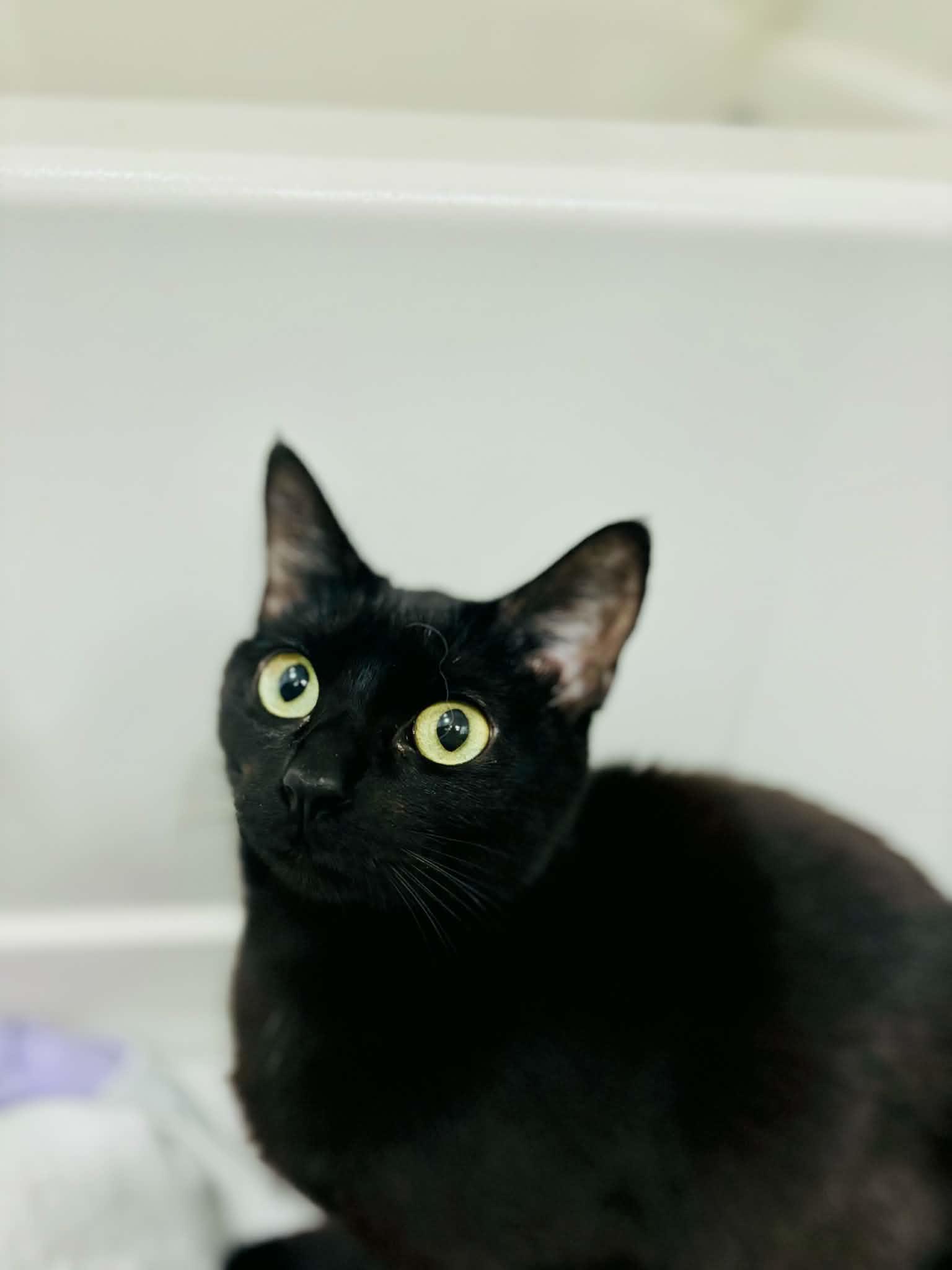 Cleo, an adopted Domestic Short Hair in Mansfield, TX image 3/4