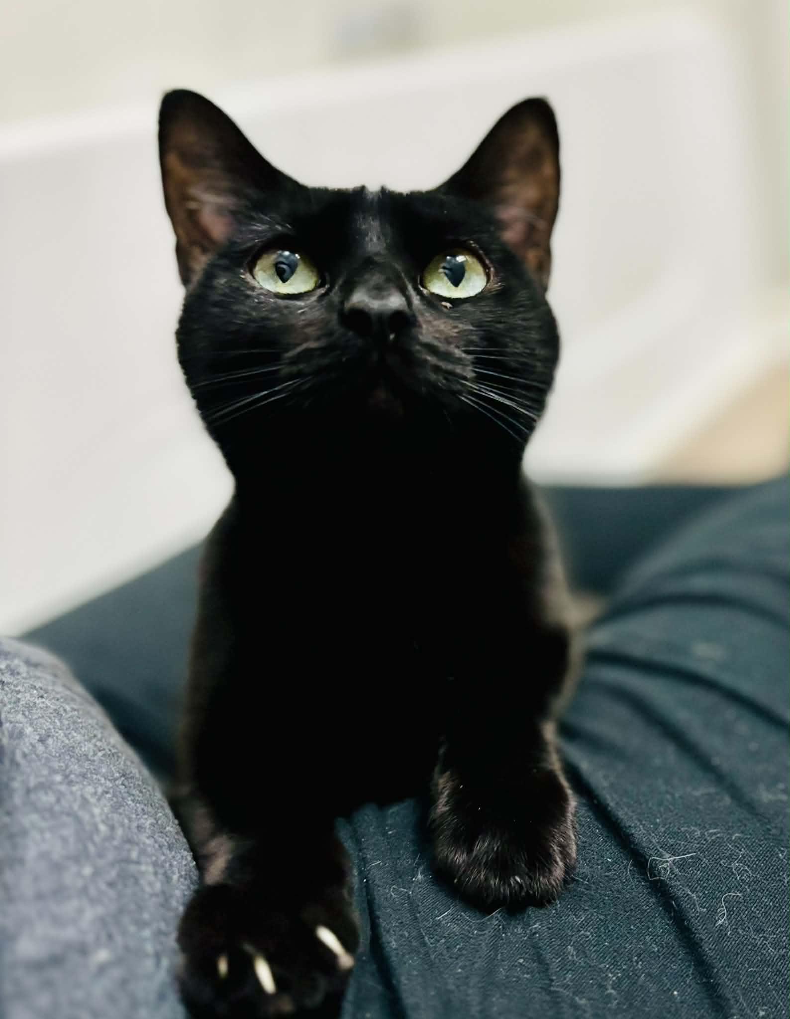 Cleo, an adopted Domestic Short Hair in Mansfield, TX image 2/4