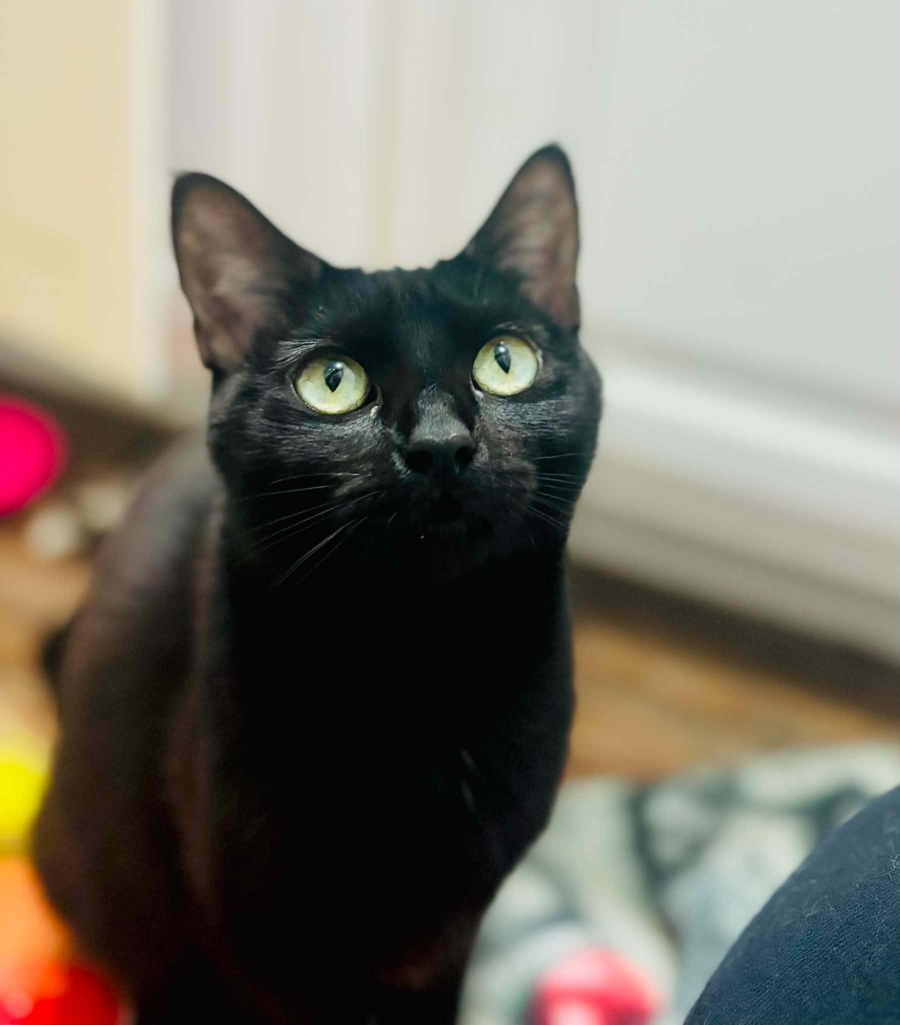 Cleo, adopted, Young Female Domestic Short Hair.