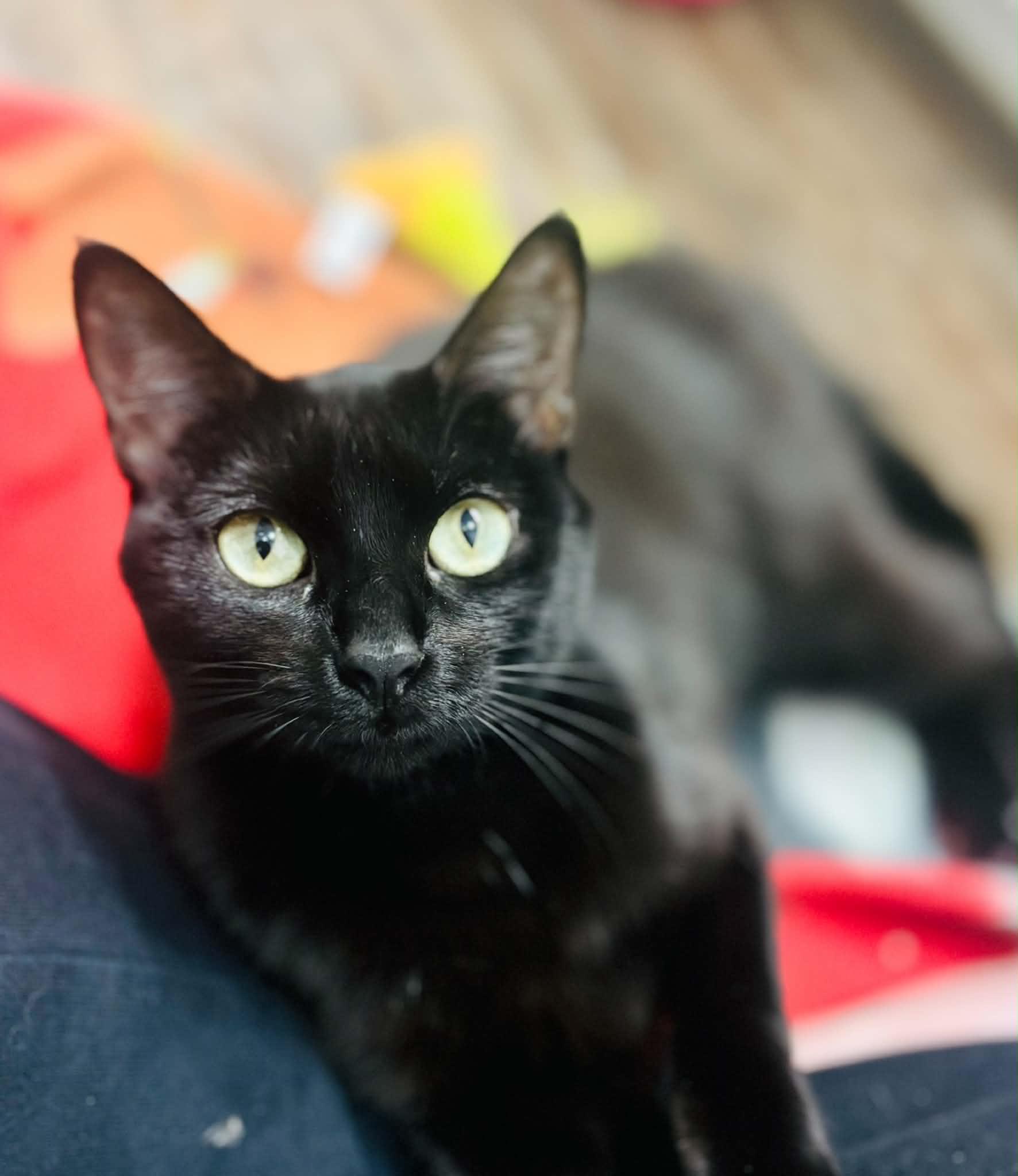 Cleo, an adopted Domestic Short Hair in Mansfield, TX image 4/4