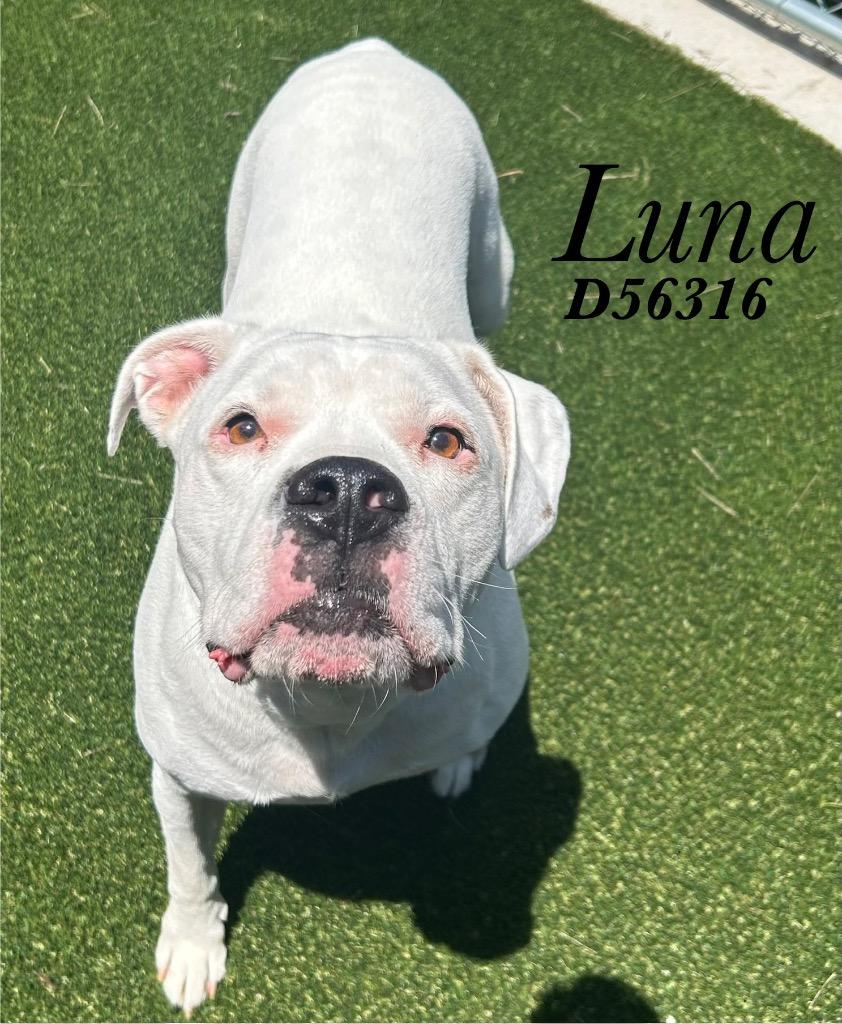 Enlarge Luna, a Adoptable mixed breed in Clarksville, TN image 1/1