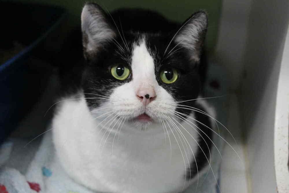 Mr. Meowzington, Adoptable, Adult Male Domestic Short Hair.