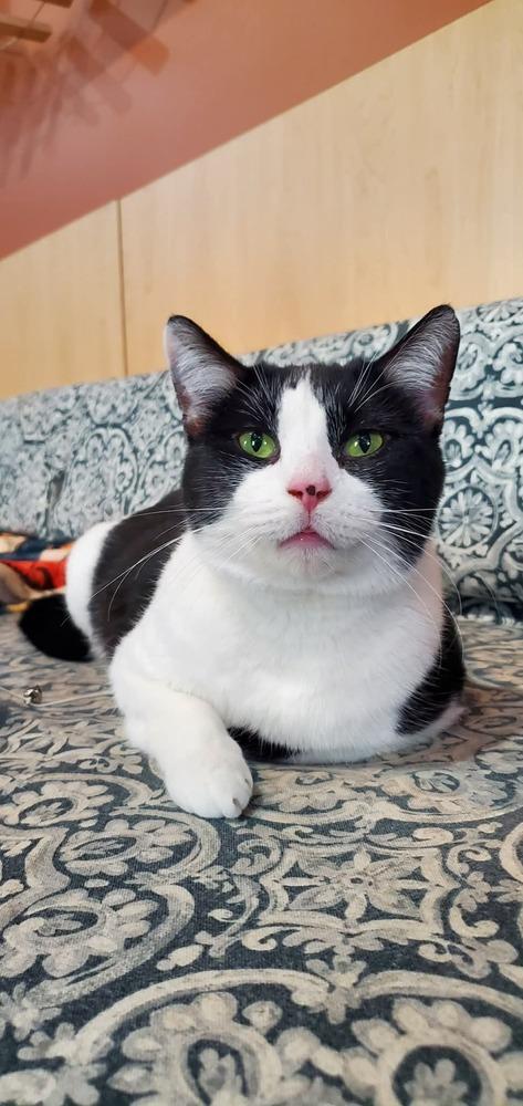 Enlarge Mr. Meowzington (@ Whisker Room Cat Cafe!), a Adoptable mixed breed in Muskegon, MI image 2/2