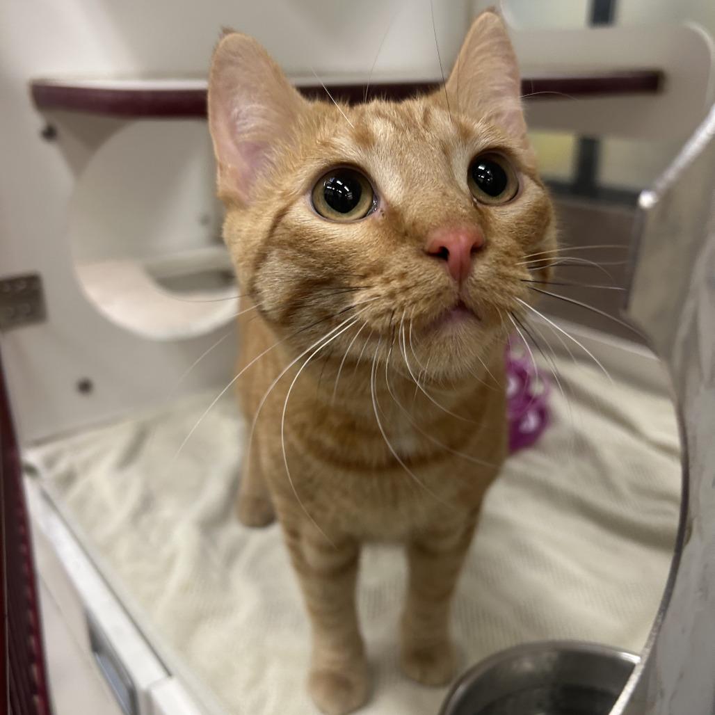 Miskwa, Adoptable, Young Male Domestic Short Hair.
