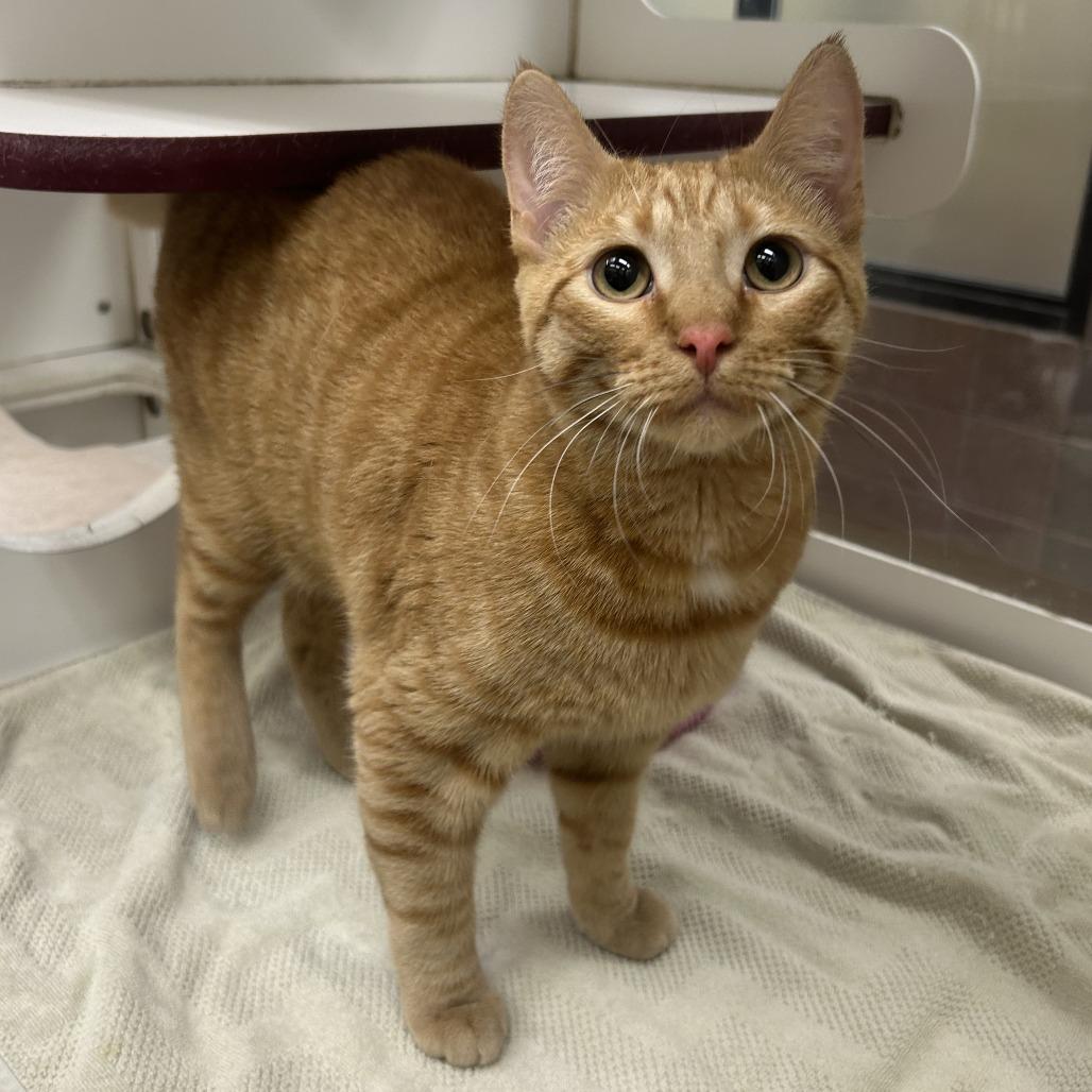 Enlarge Miskwa, a Adoptable Domestic Short Hair in Cheyenne, WY image 2/2