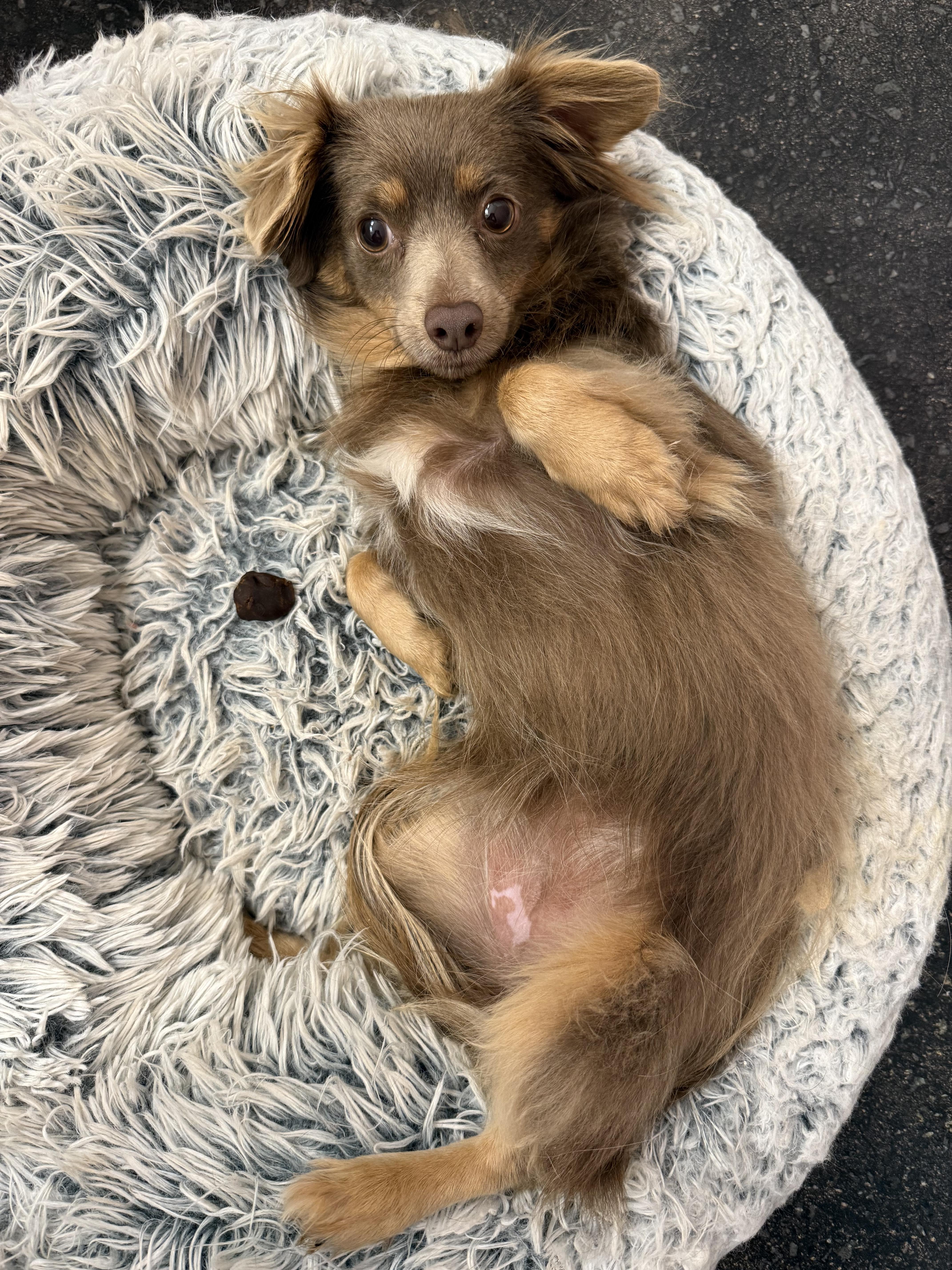 Natasha, Adoptable, Young Female Chihuahua.