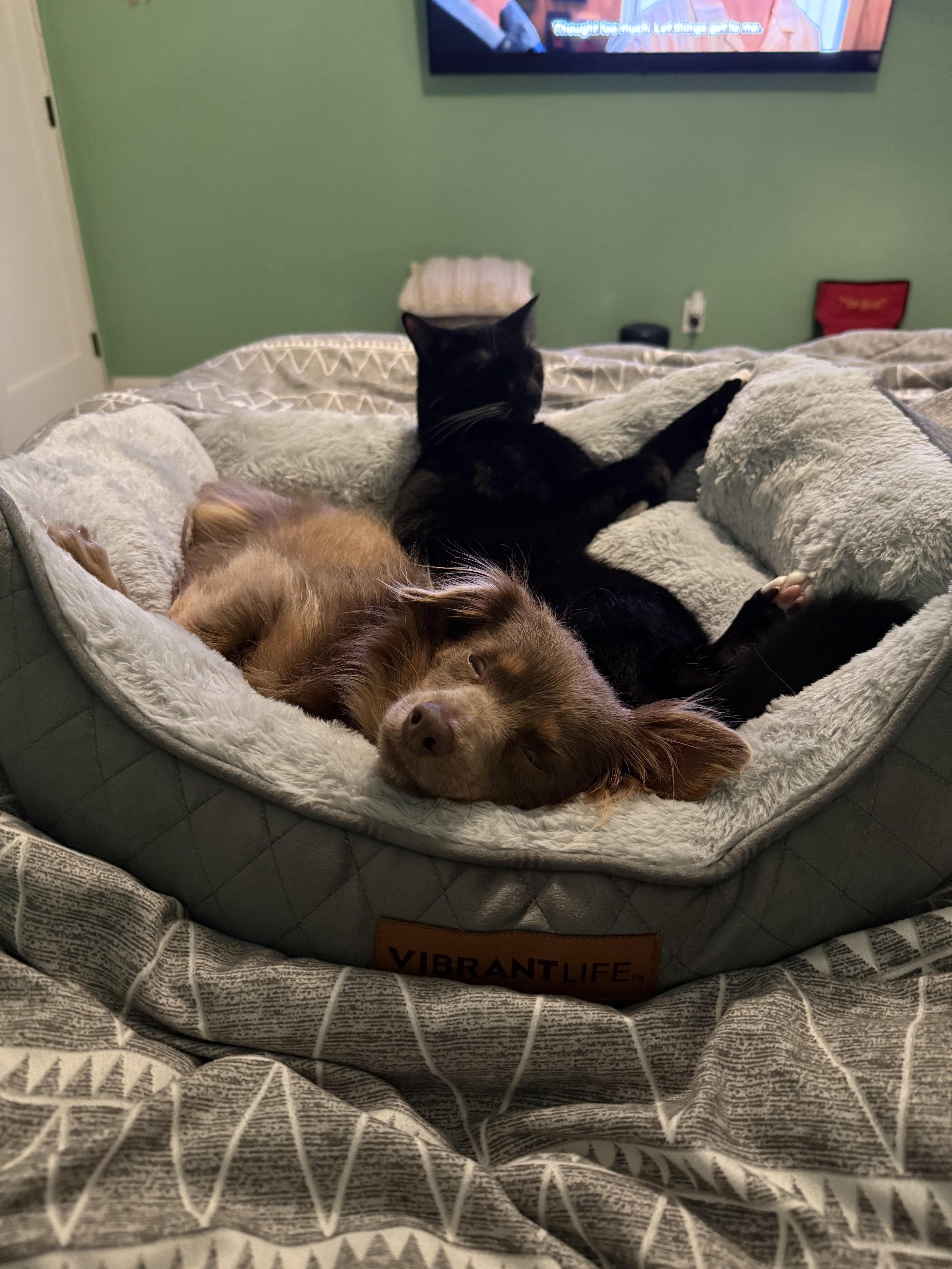 Enlarge Natasha, a Adoptable mixed breed in Hillsborough, NC image 2/5