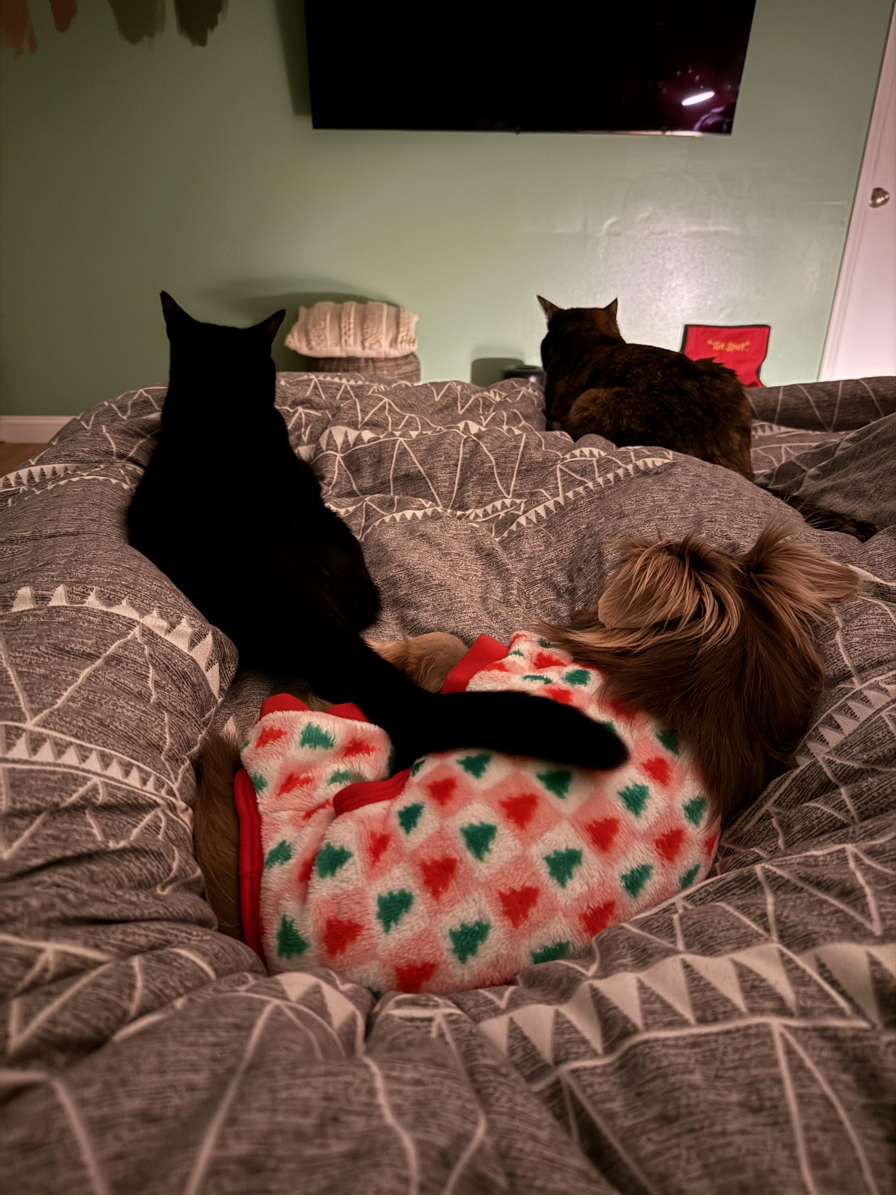 Enlarge Natasha, a Adoptable mixed breed in Hillsborough, NC image 5/5