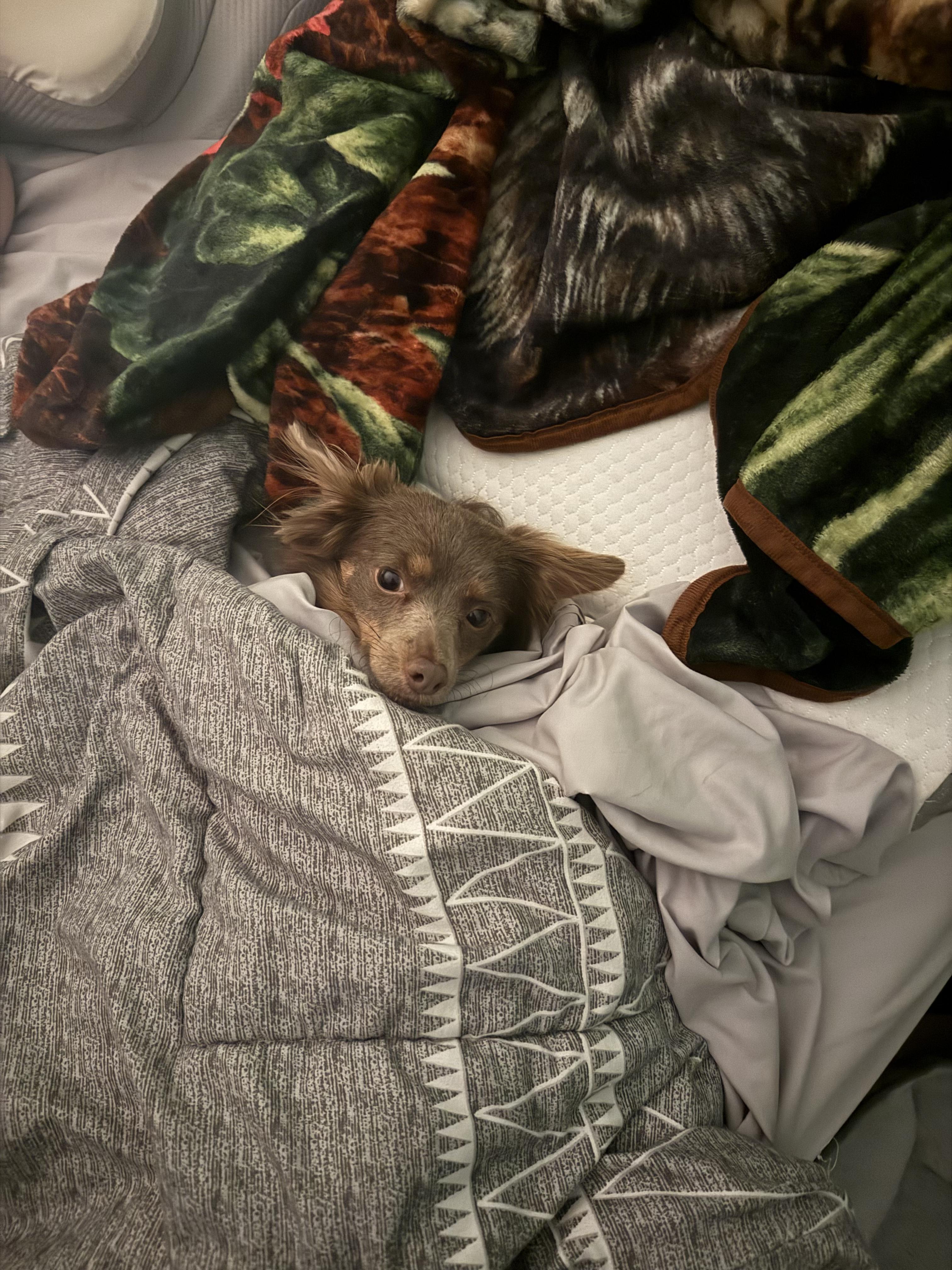 Enlarge Natasha, a Adoptable mixed breed in Hillsborough, NC image 4/5