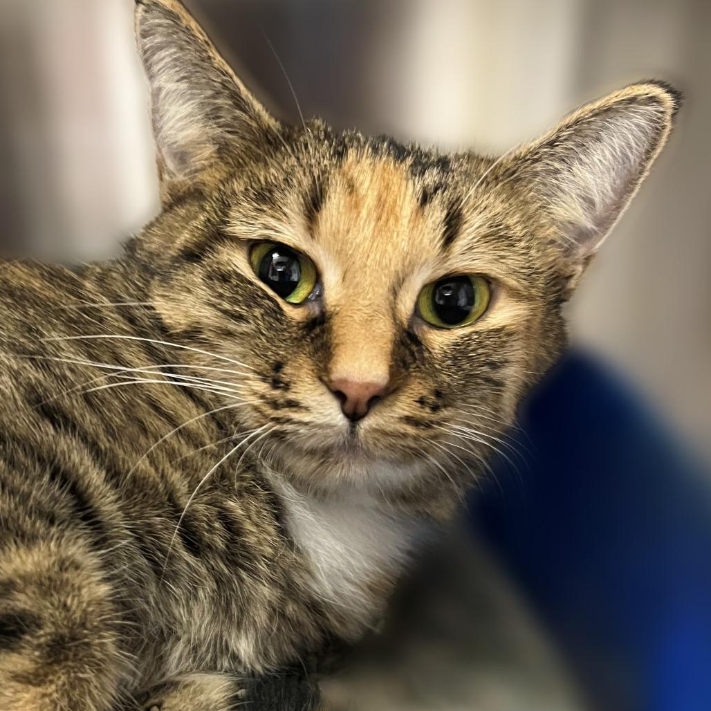 Enlarge Willow, a Adoptable Domestic Short Hair in Springfield, IL image 1/1