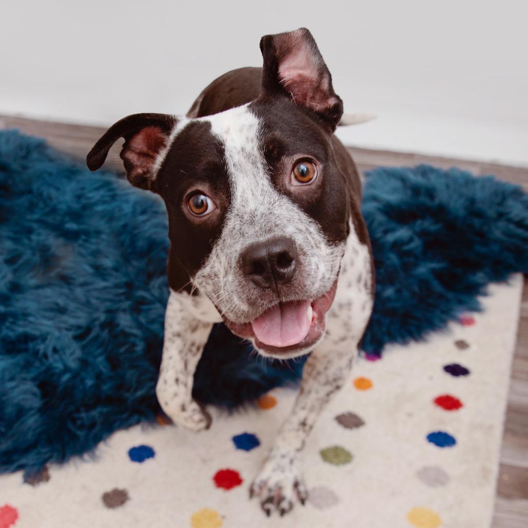 Elmer, Adoptable, Young Male Pit Bull Terrier & Cattle Dog.