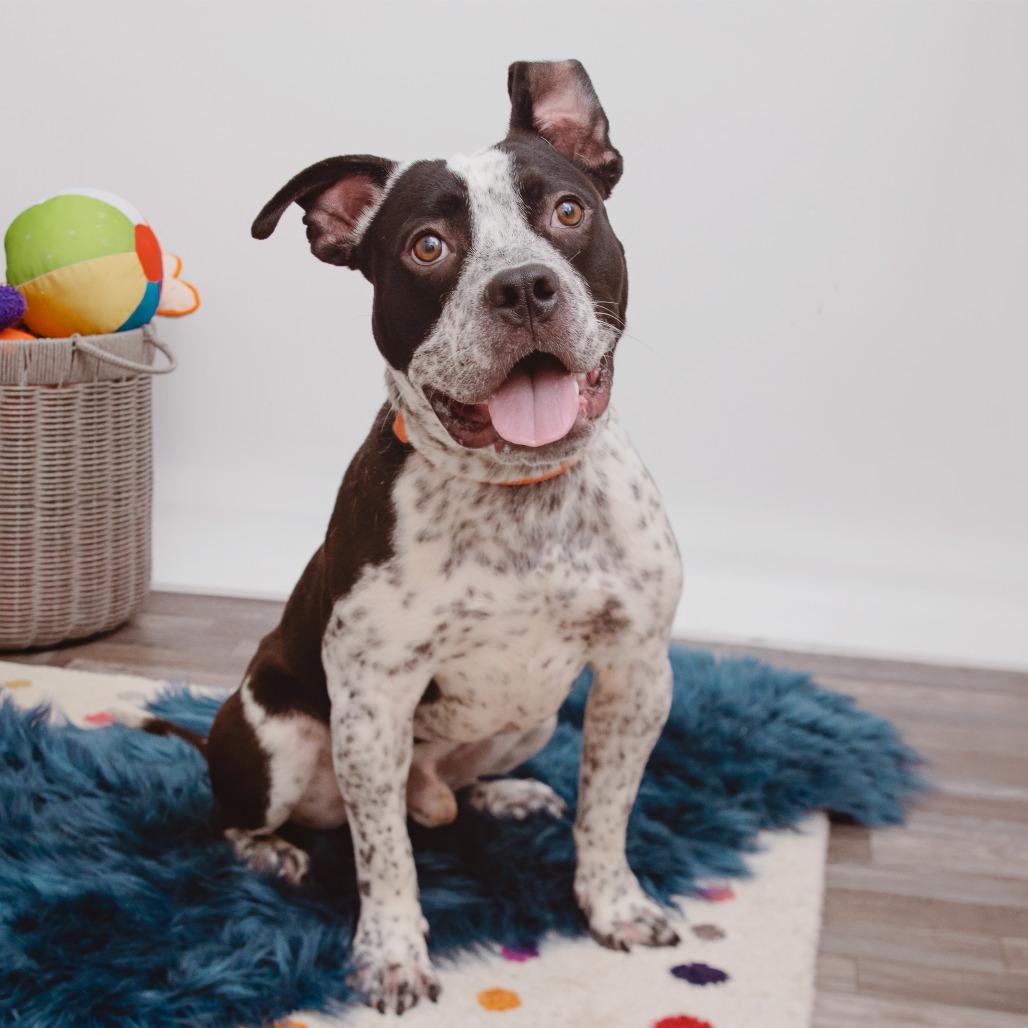 Enlarge Elmer, a Adoptable mixed breed in Los Angeles, CA image 2/4