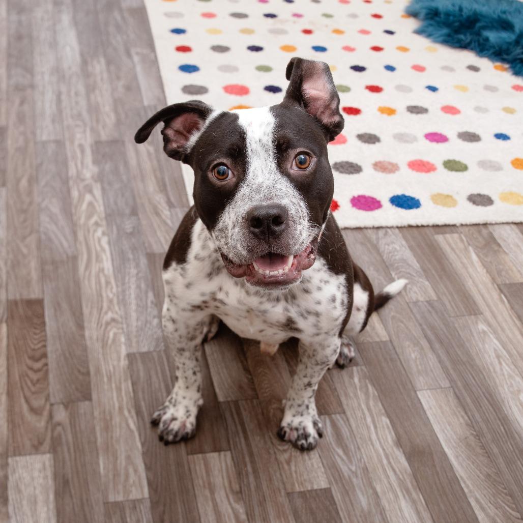 Enlarge Elmer, a Adoptable mixed breed in Los Angeles, CA image 3/4