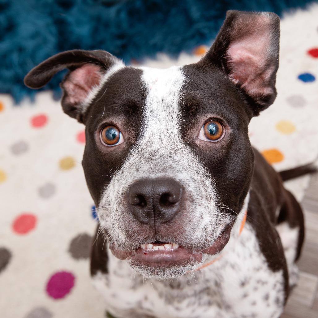 Enlarge Elmer, a Adoptable mixed breed in Los Angeles, CA image 4/4