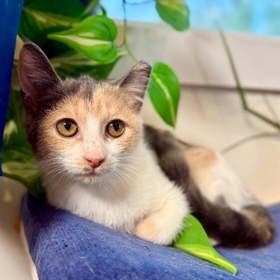 Mia Lopez thumbnail 4