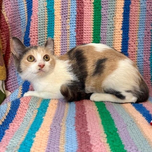 Mia Lopez thumbnail 5