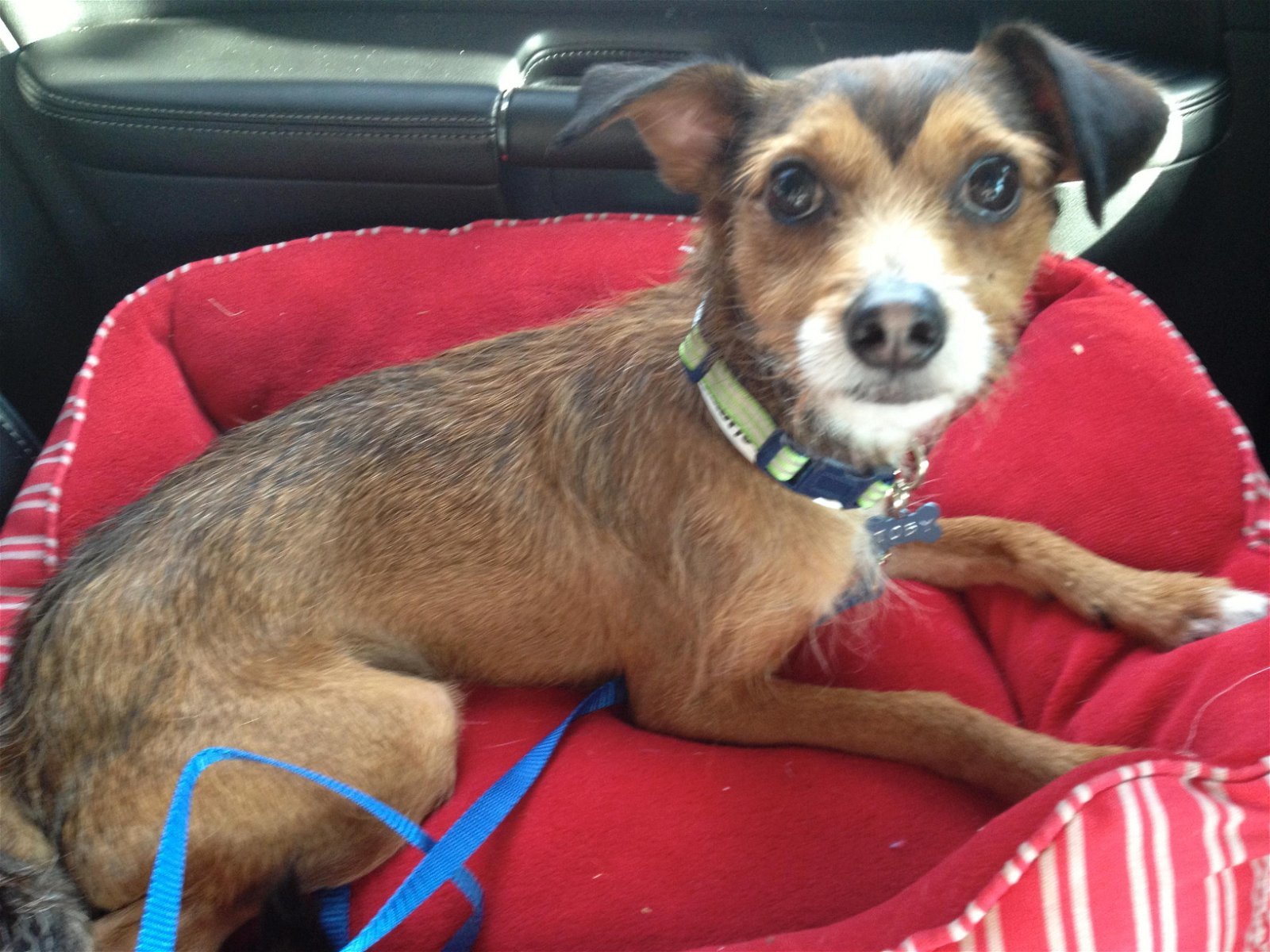 Toby, Adopted, Young Male Jack Russell Terrier & Parson Russell Terrier.