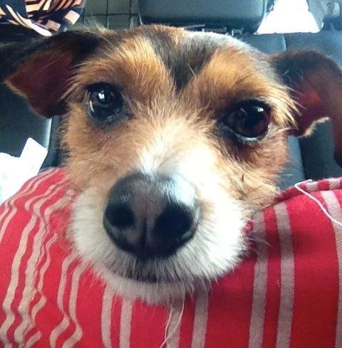 Enlarge Toby, a Adopted mixed breed in San Francisco, CA image 3/4
