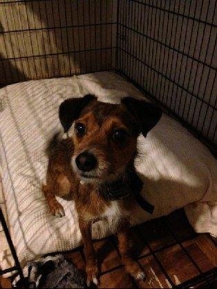 Enlarge Toby, a Adopted mixed breed in San Francisco, CA image 4/4