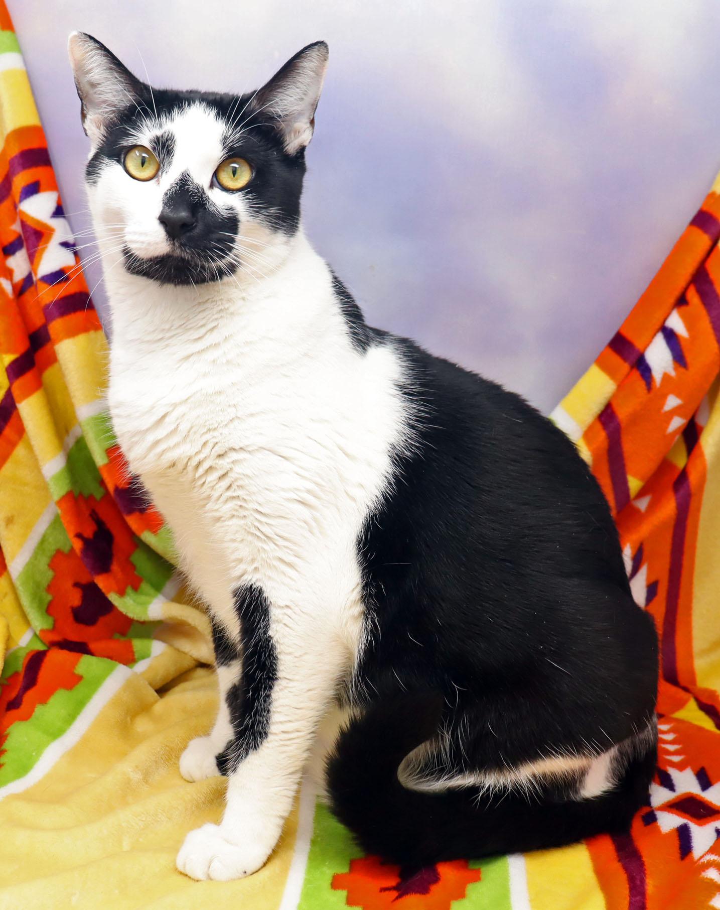 Bryce, a ADOPTABLE Domestic Short Hair in Tierra Verde, FL image 3/3