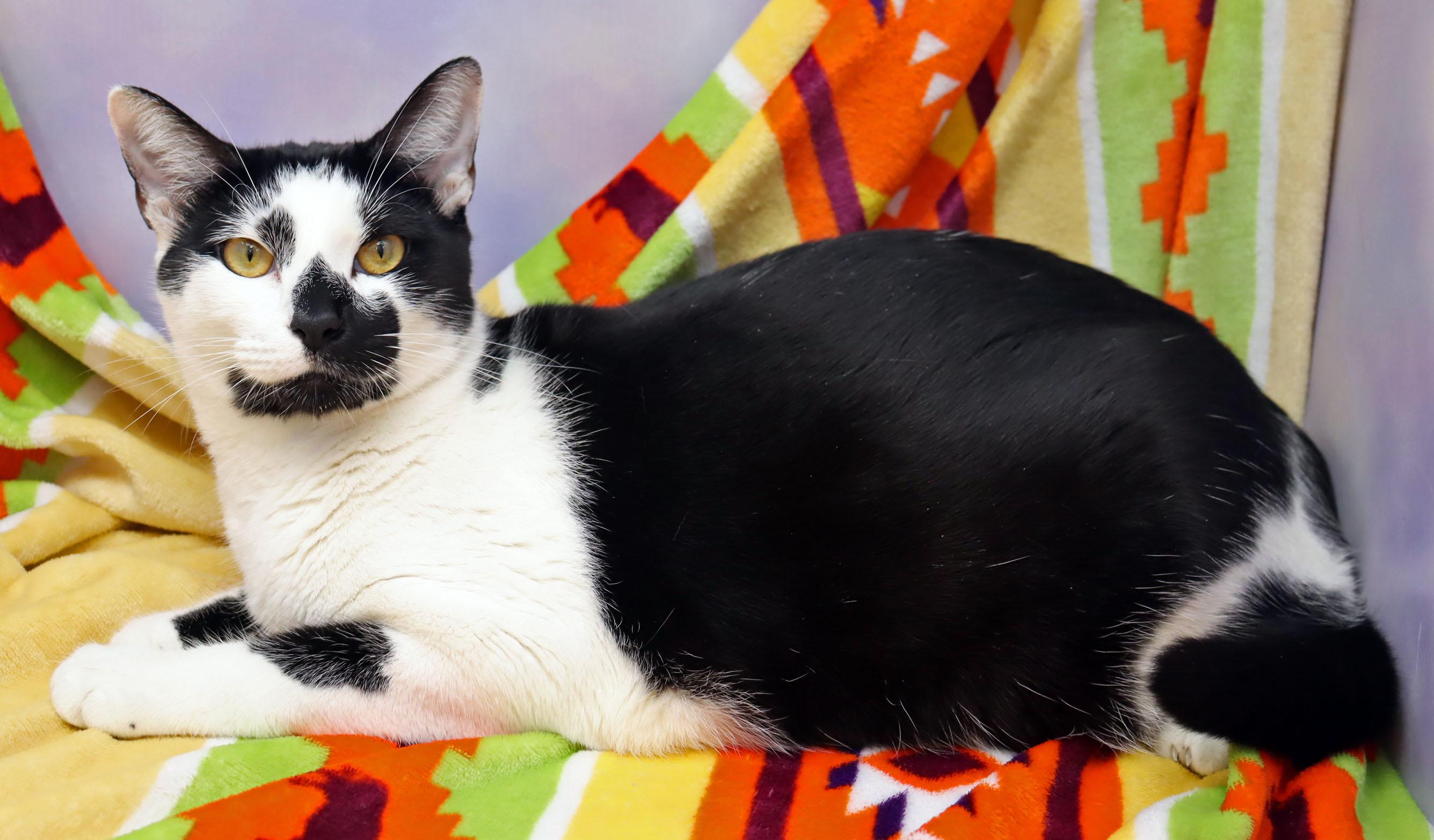 Enlarge Bryce, a ADOPTABLE Domestic Short Hair in Tierra Verde, FL image 2/2