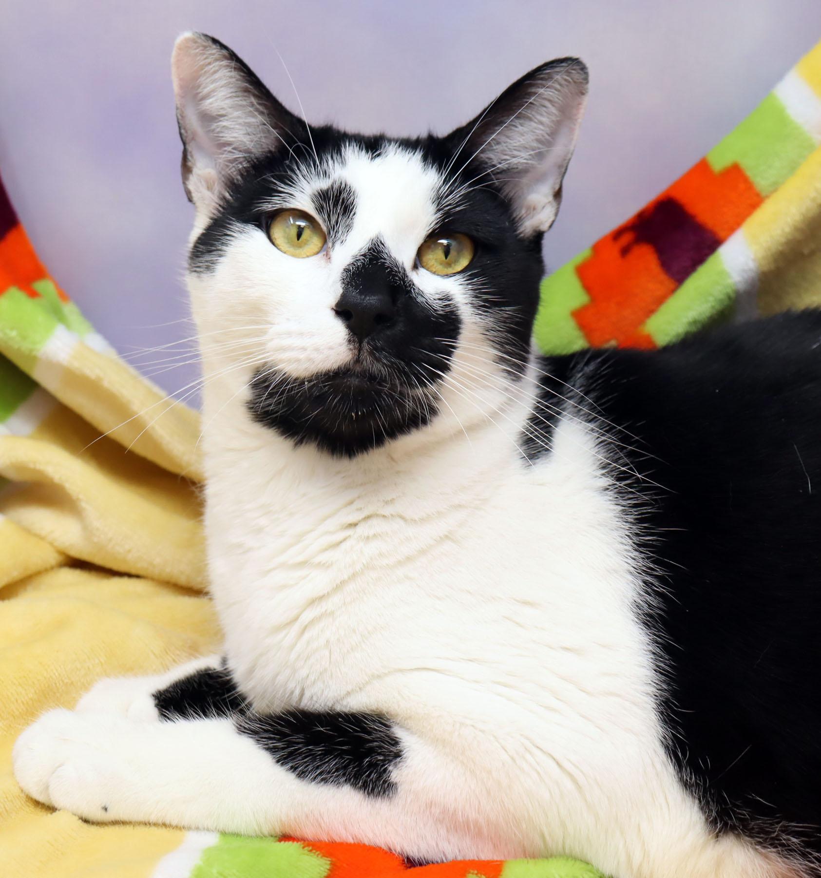 Enlarge Bryce, a ADOPTABLE Domestic Short Hair in Tierra Verde, FL image 1/2