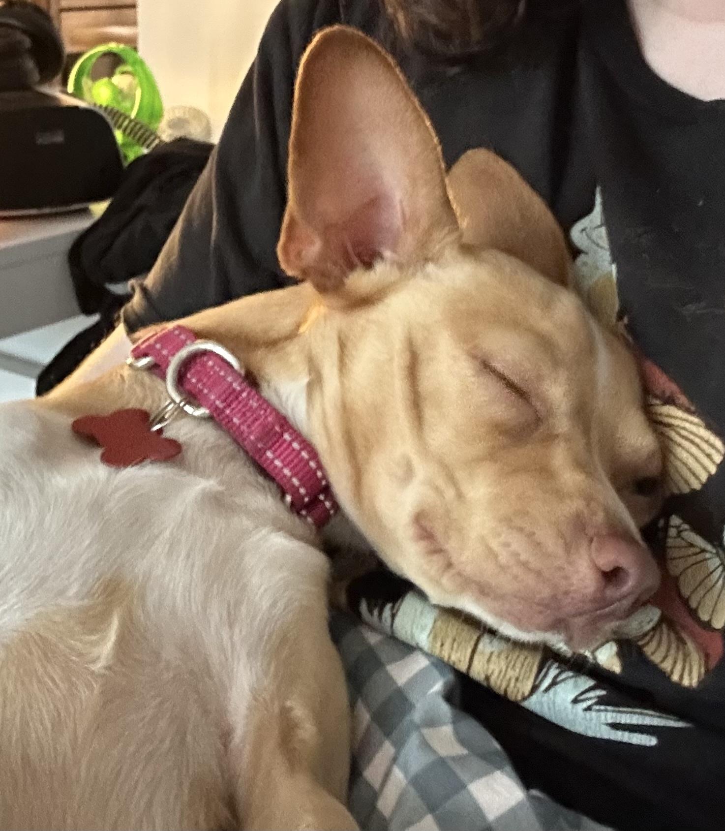 Enlarge Yoda, a Adoptable mixed breed in Brooklyn, NY image 6/6
