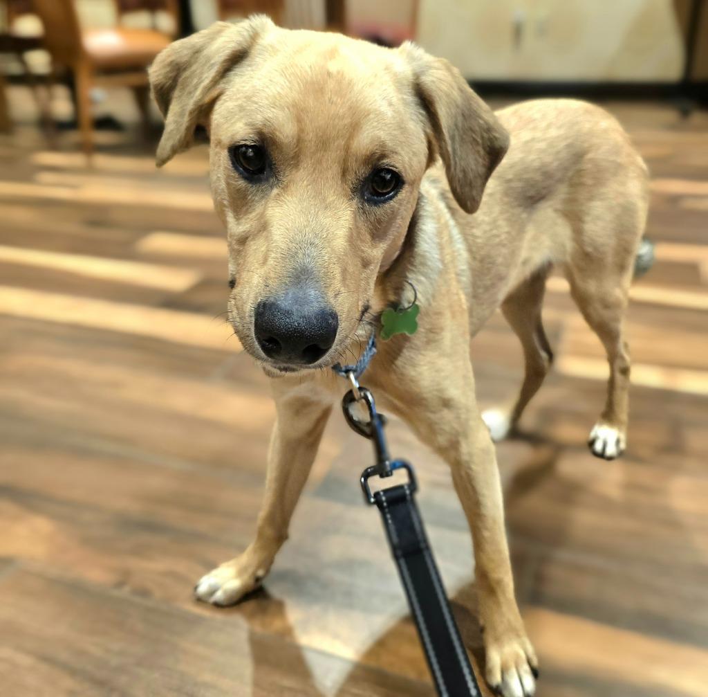 Buck, a Adoptable mixed breed in North Syracuse, NY image 2/6